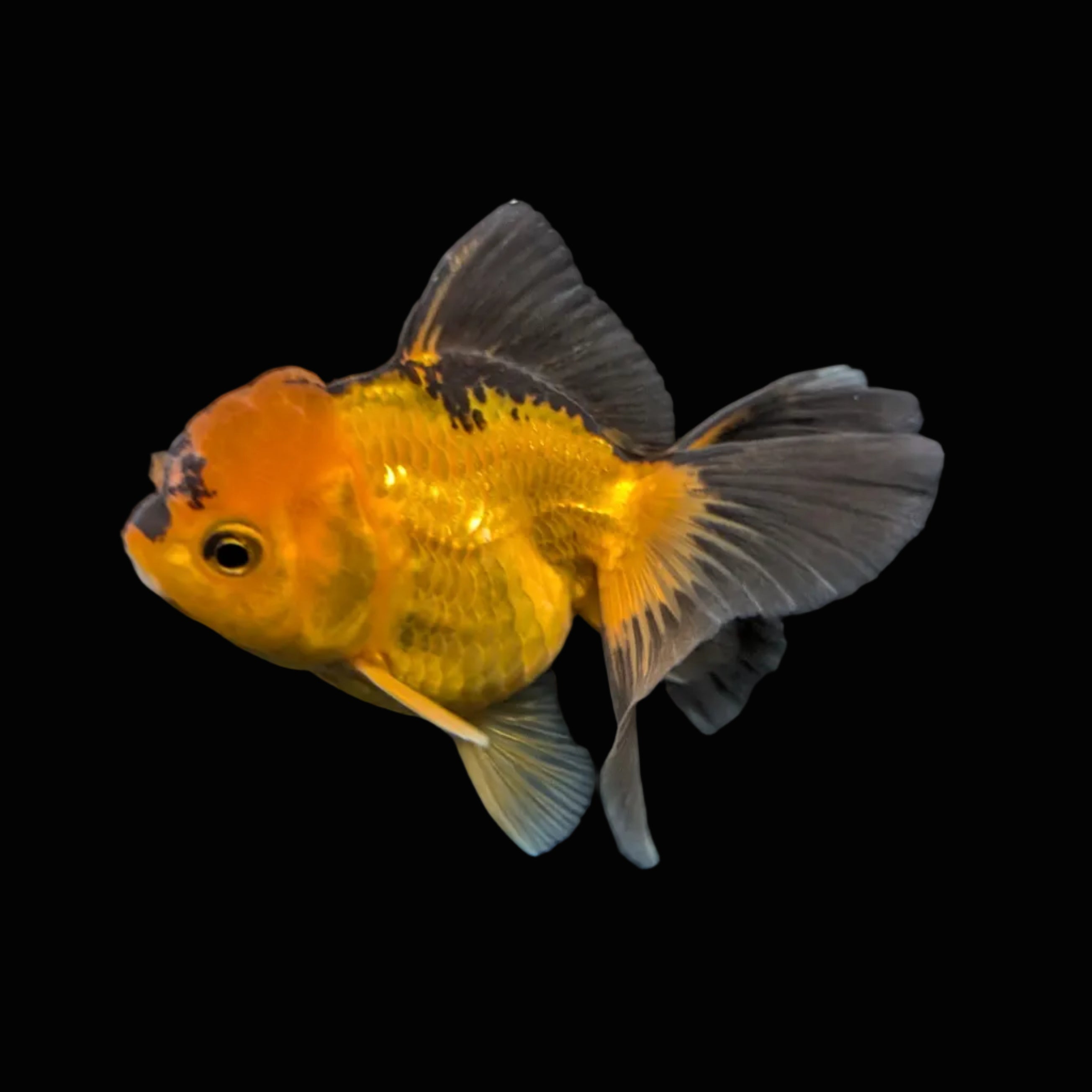 Juvenile Oranda Tricolor 3.5"-4" in.  ID#417T7A-014