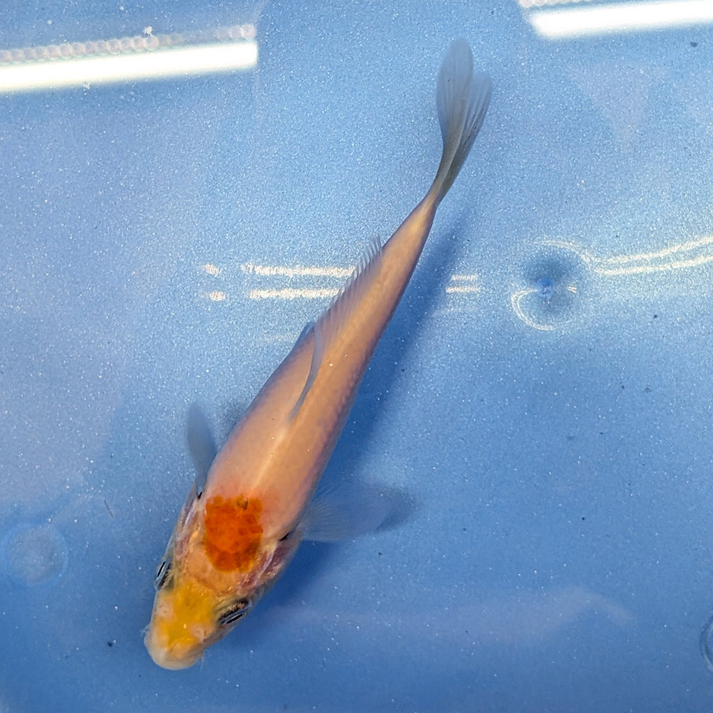 Tancho Kohaku Koi  4"in. ID#806BFK-016