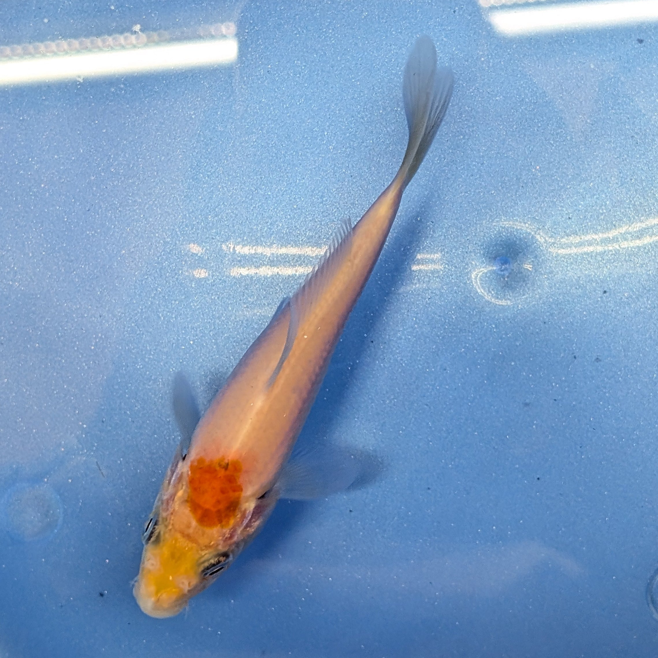 Tancho Kohaku Koi  4"in. ID#806BFK-016