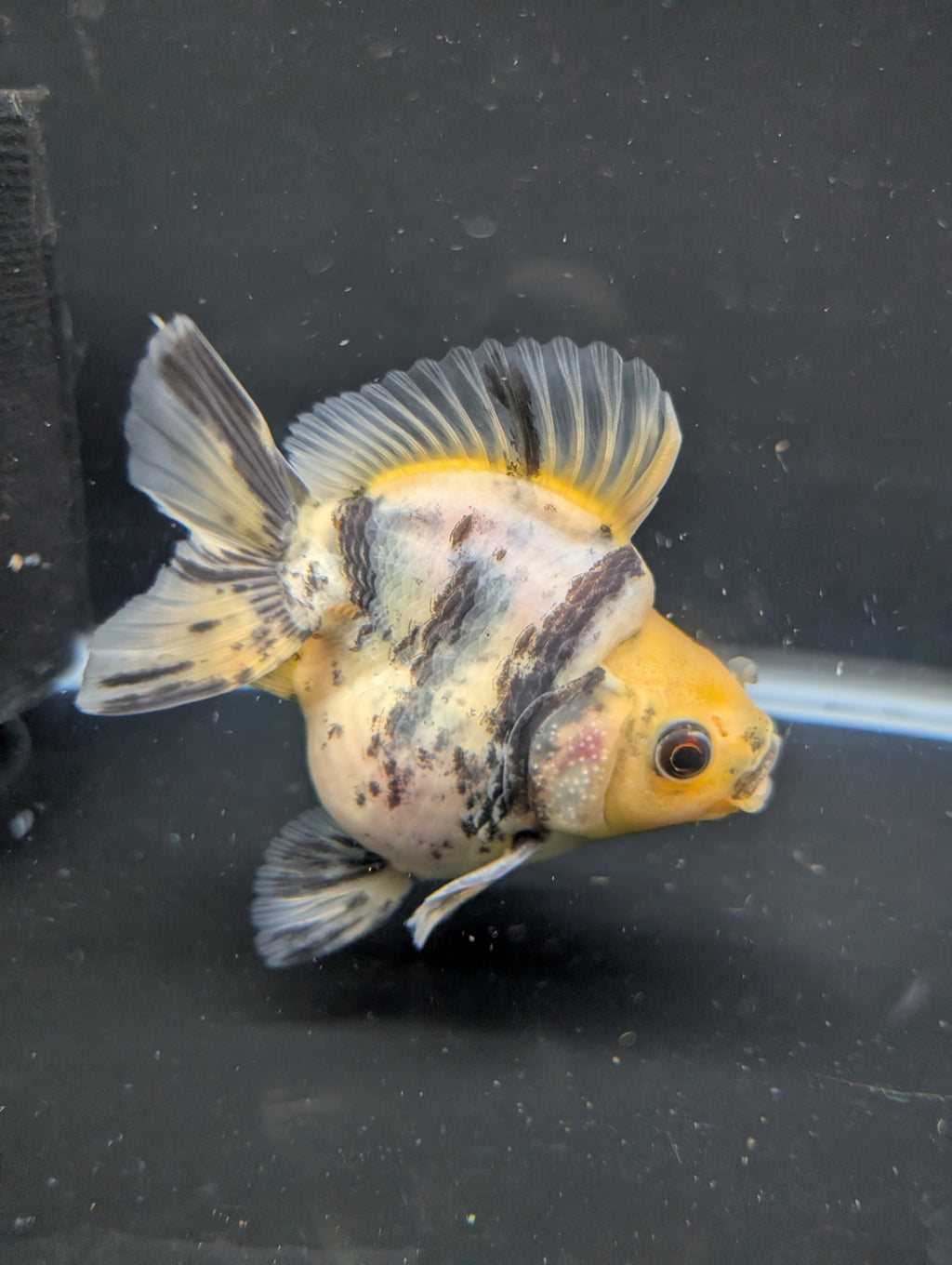 Jumbo Ryukin Short Tail White Tiger Calico 4"-4.5" in. ID#5015B-011