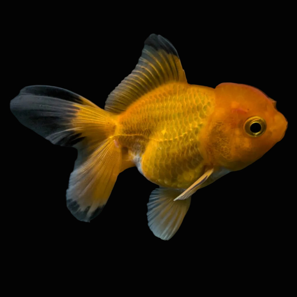 Thai Juvenile Oranda Red Black 3"-3.5" in.  ID#724T1A-023