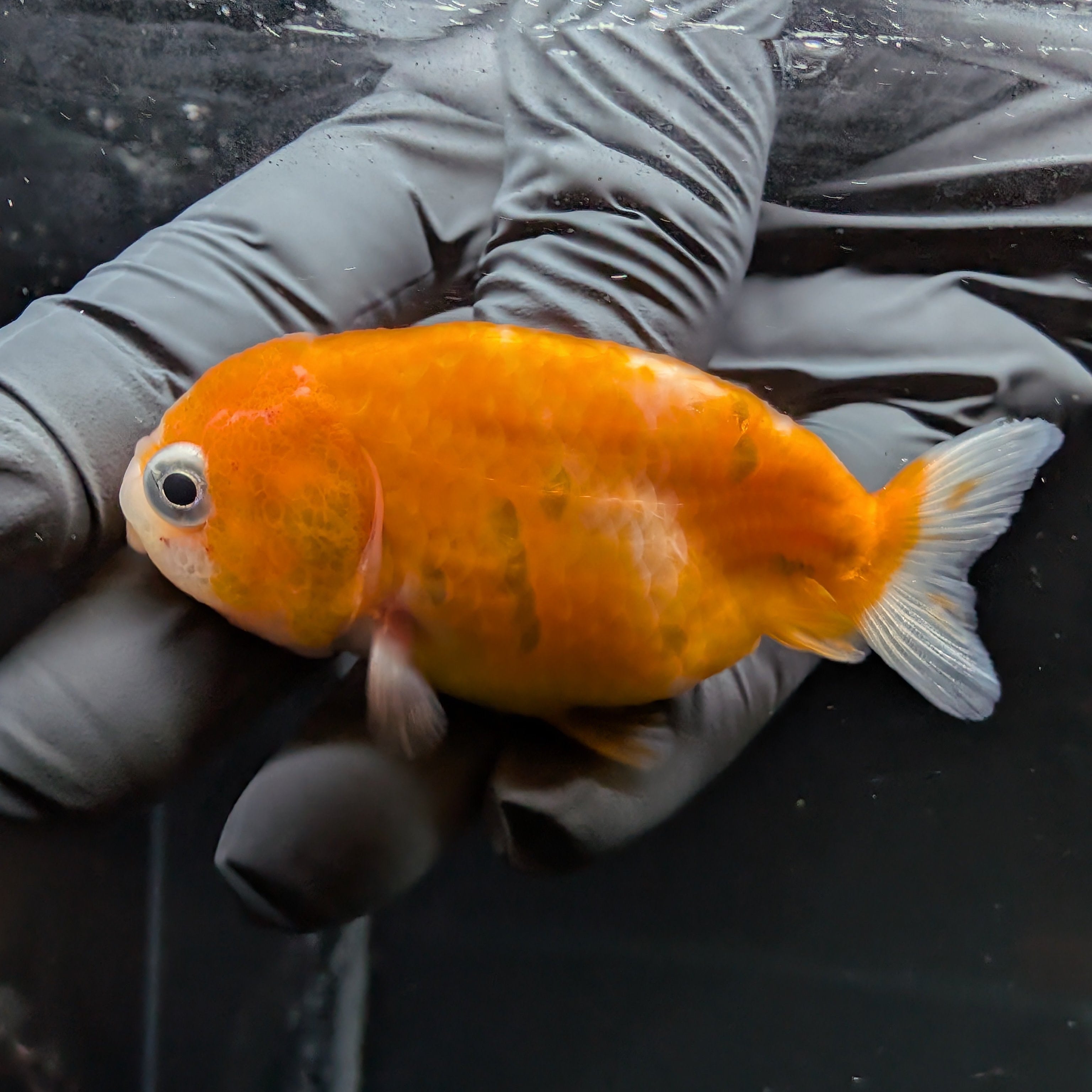 Baby Ranchu Sakura 2.5"-3" in. ID#515R4A-005