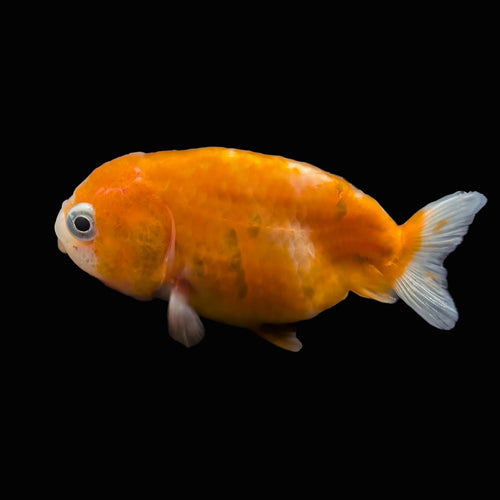 Baby Ranchu Sakura 2.5"-3" in. ID#515R4A-005