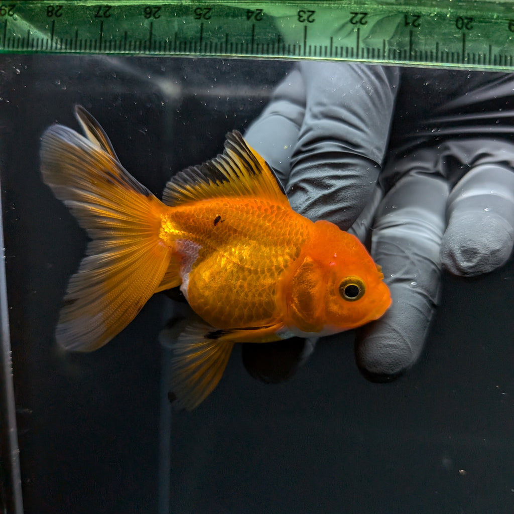 Thai Juvenile Oranda Tricolor 3"-3.5" in.  ID#724T1A-029