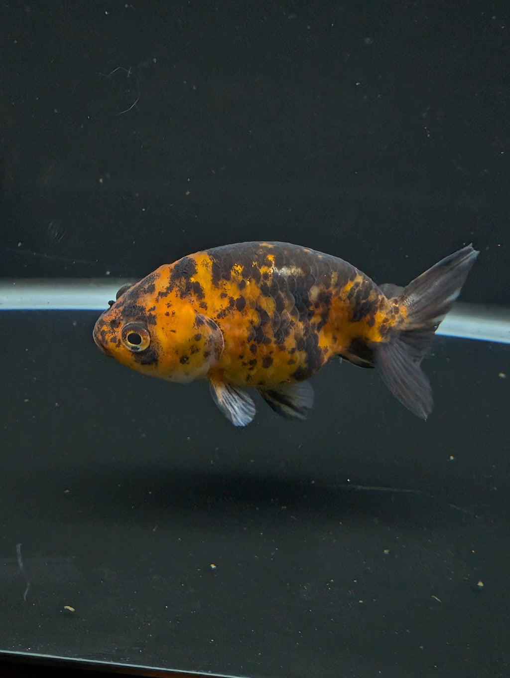 Ranchu Calico 3"-3.5" in. ID#501R13A-028