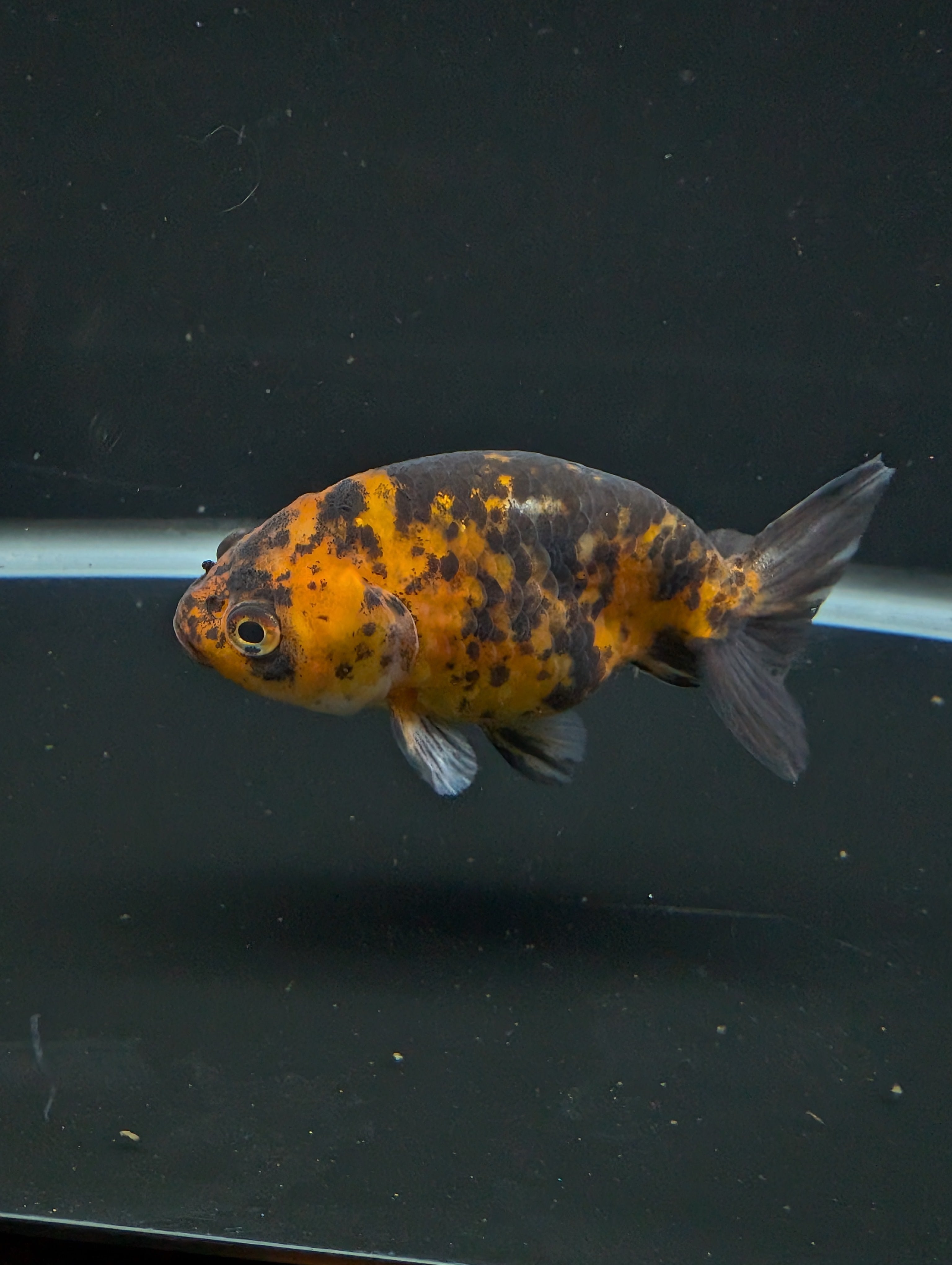 Ranchu Calico 3"-3.5" in. ID#501R13A-028