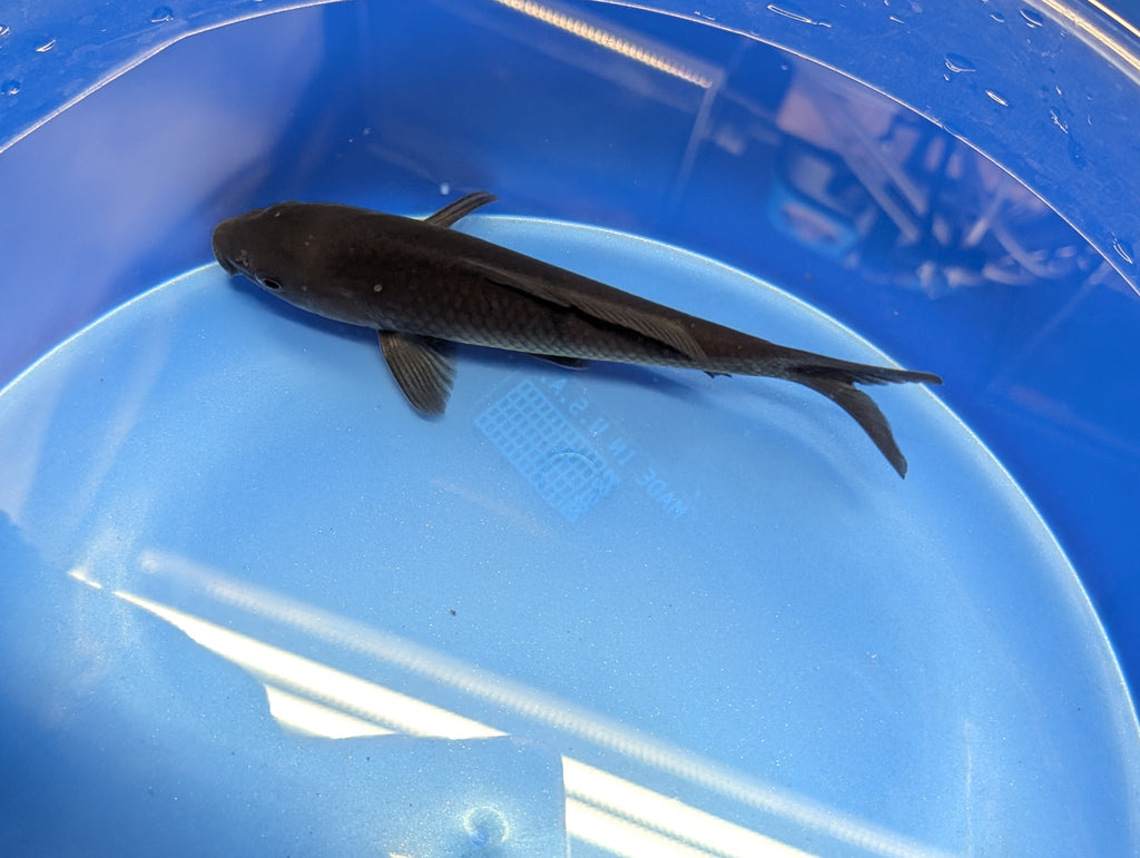 Karasu Koi  5"-6"in. ID#806BFK-021