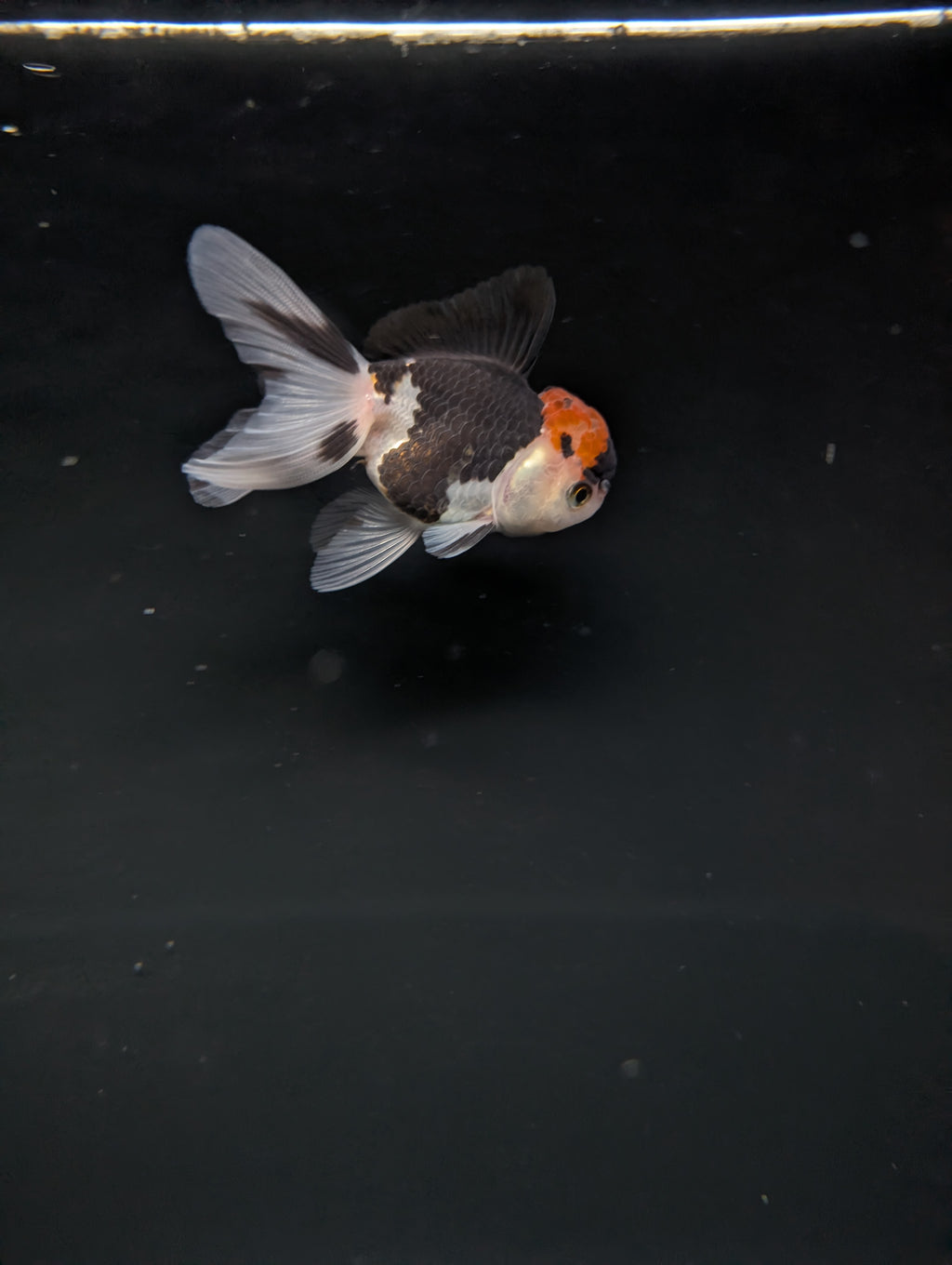 Juvenile Oranda Tricolor 3.5"-4" in.  ID#501T2A-002