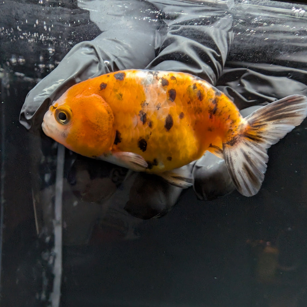 Ranchu Calico 3"-3.5" in. ID#515R4A-019