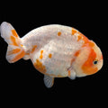 Jumbo Ranchu Sakura 4.5"-5" in. ID#1009R8A-052