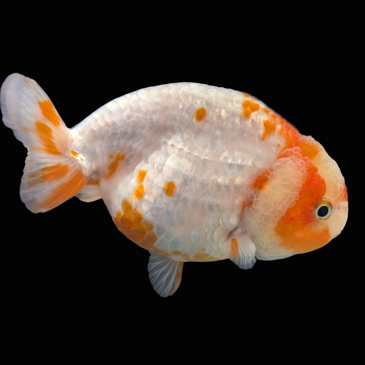 Jumbo Ranchu Sakura 4.5"-5" in. ID#1009R8A-052