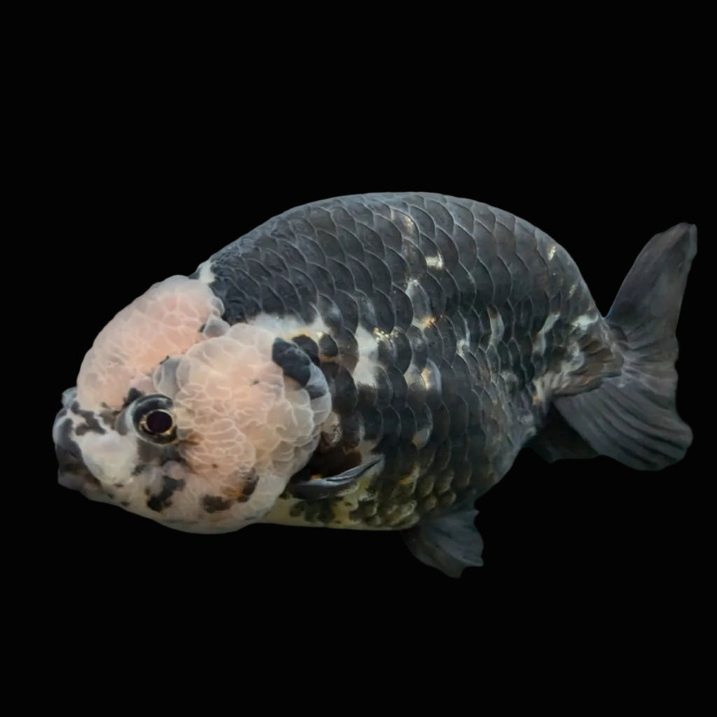 Jumbo Ranchu Heavy Ink Calico 4.5"-5" in. ID#828R8A-053