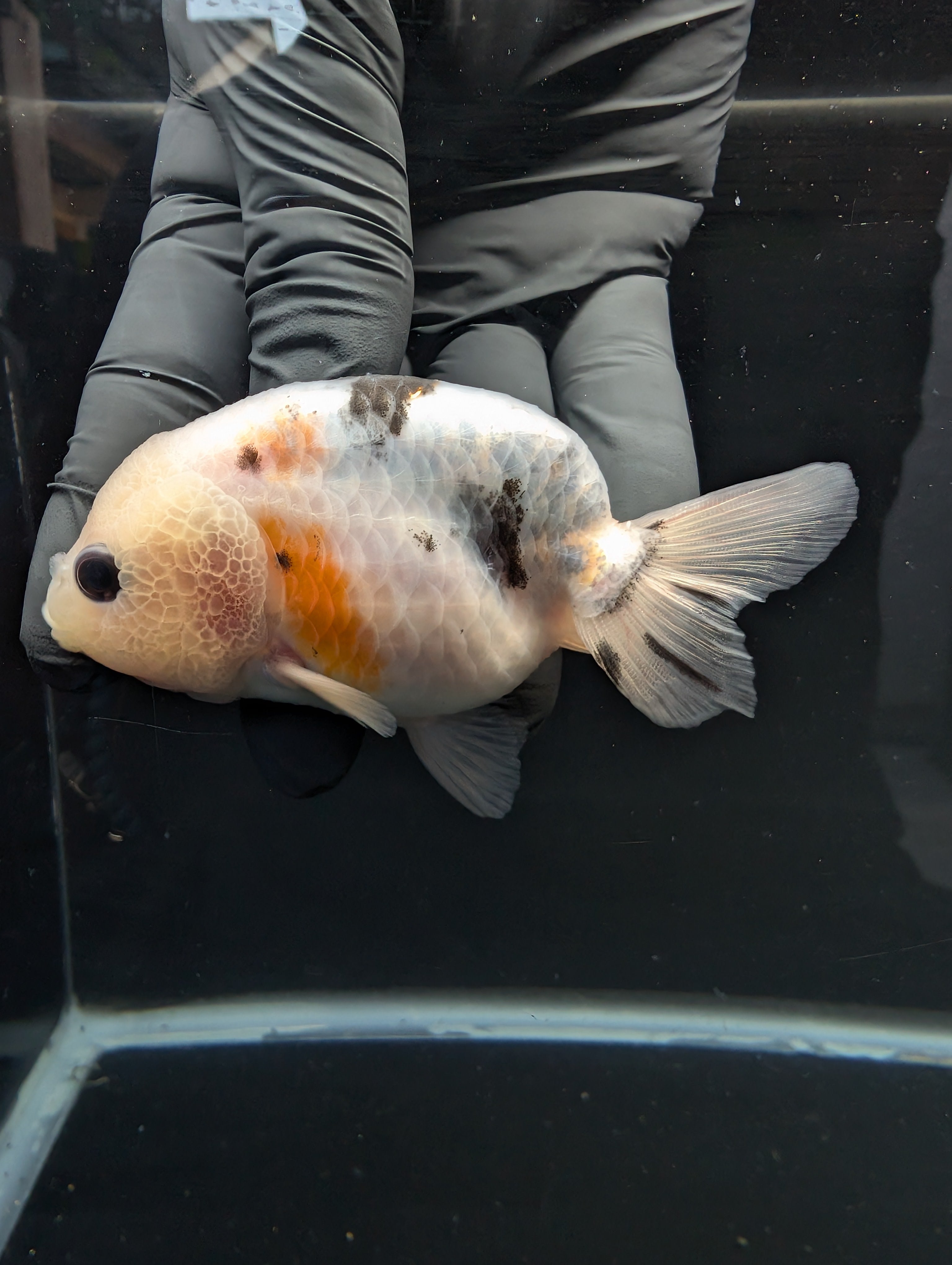 Jumbo Ranchu Calico 3.5"- 4" in. ID#717R8A-003