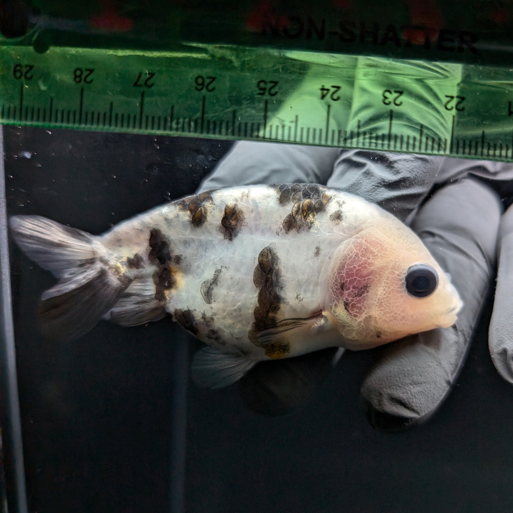 Ranchu Calico 2.5"-3" in. ID#724R4A-029