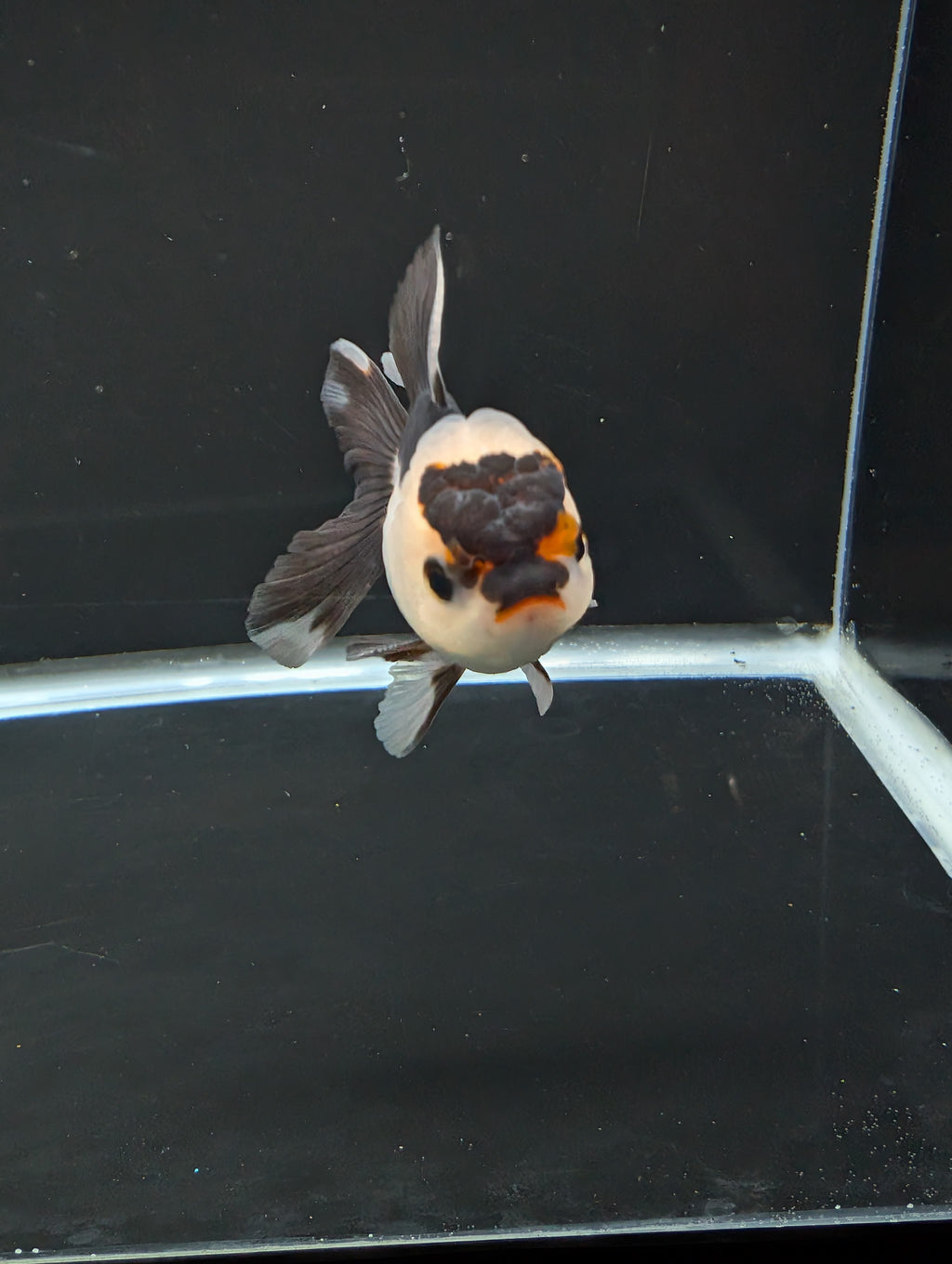 Juvenile Thai Oranda Panda 3"in.  ID#814T1A-006