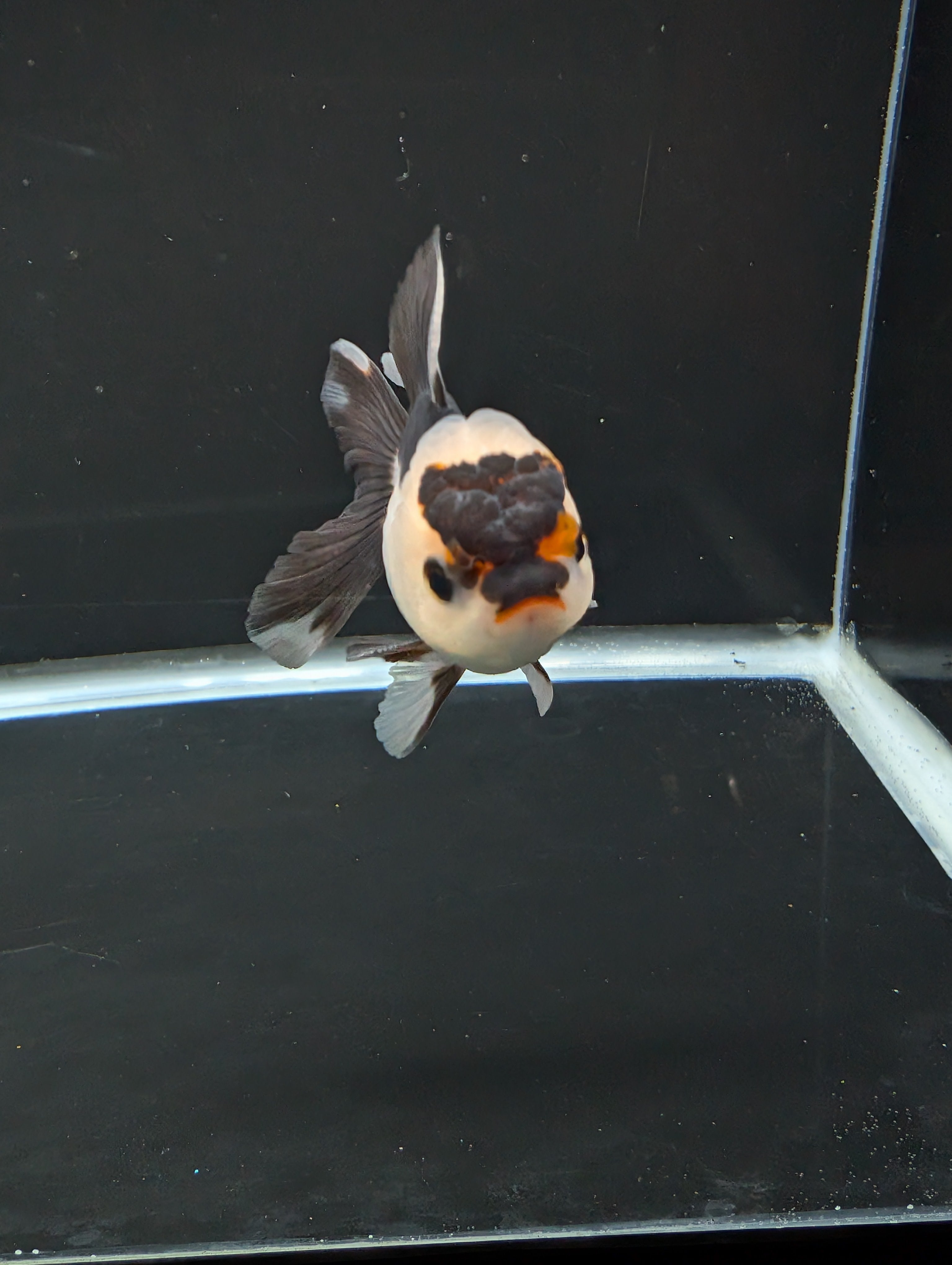Juvenile Thai Oranda Panda 3"in.  ID#814T1A-006