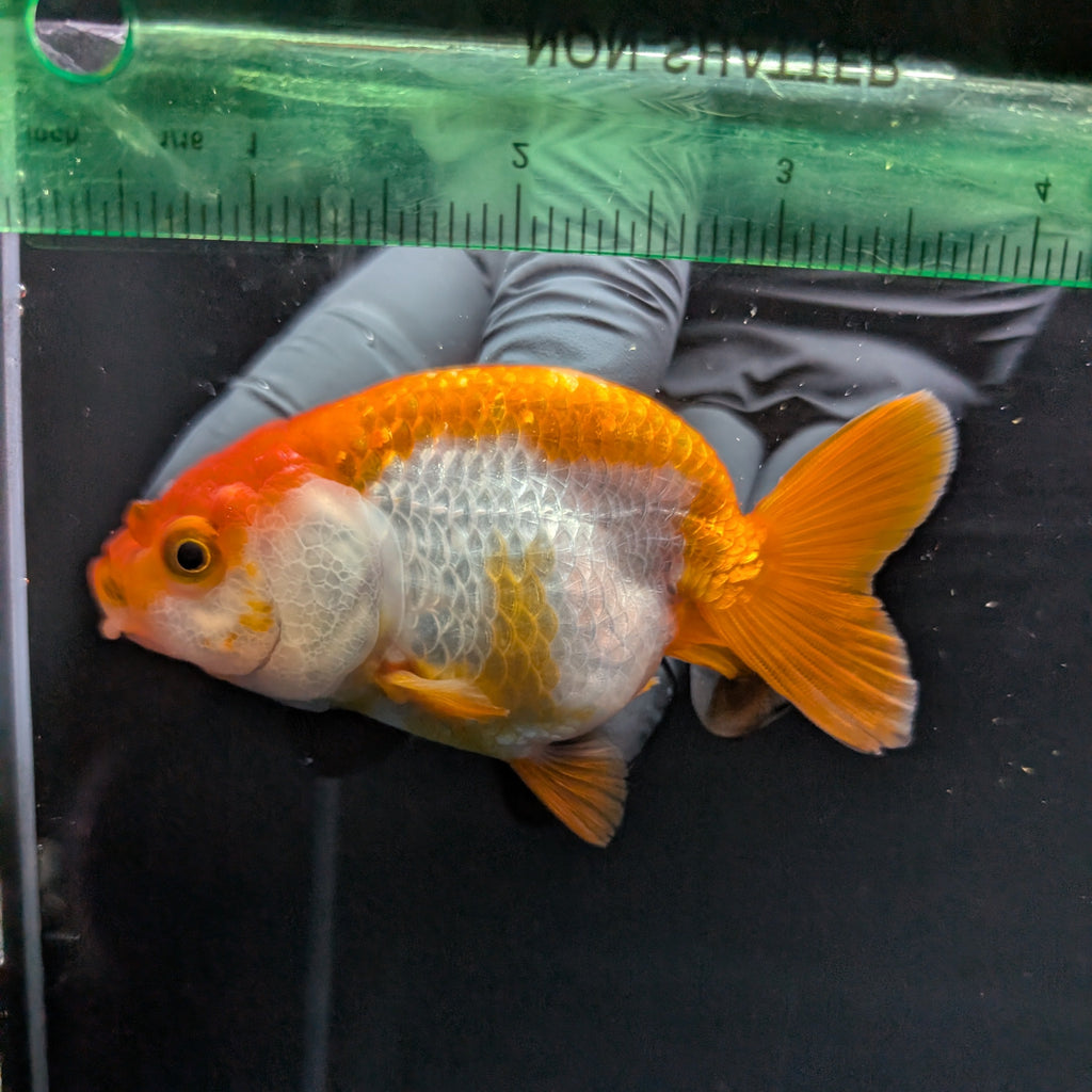 Ranchu Red White 3.5"-4"in. ID#821R4A-054