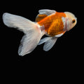 Oranda  Red White 3"-3.5"in.  ID#619T1A-012