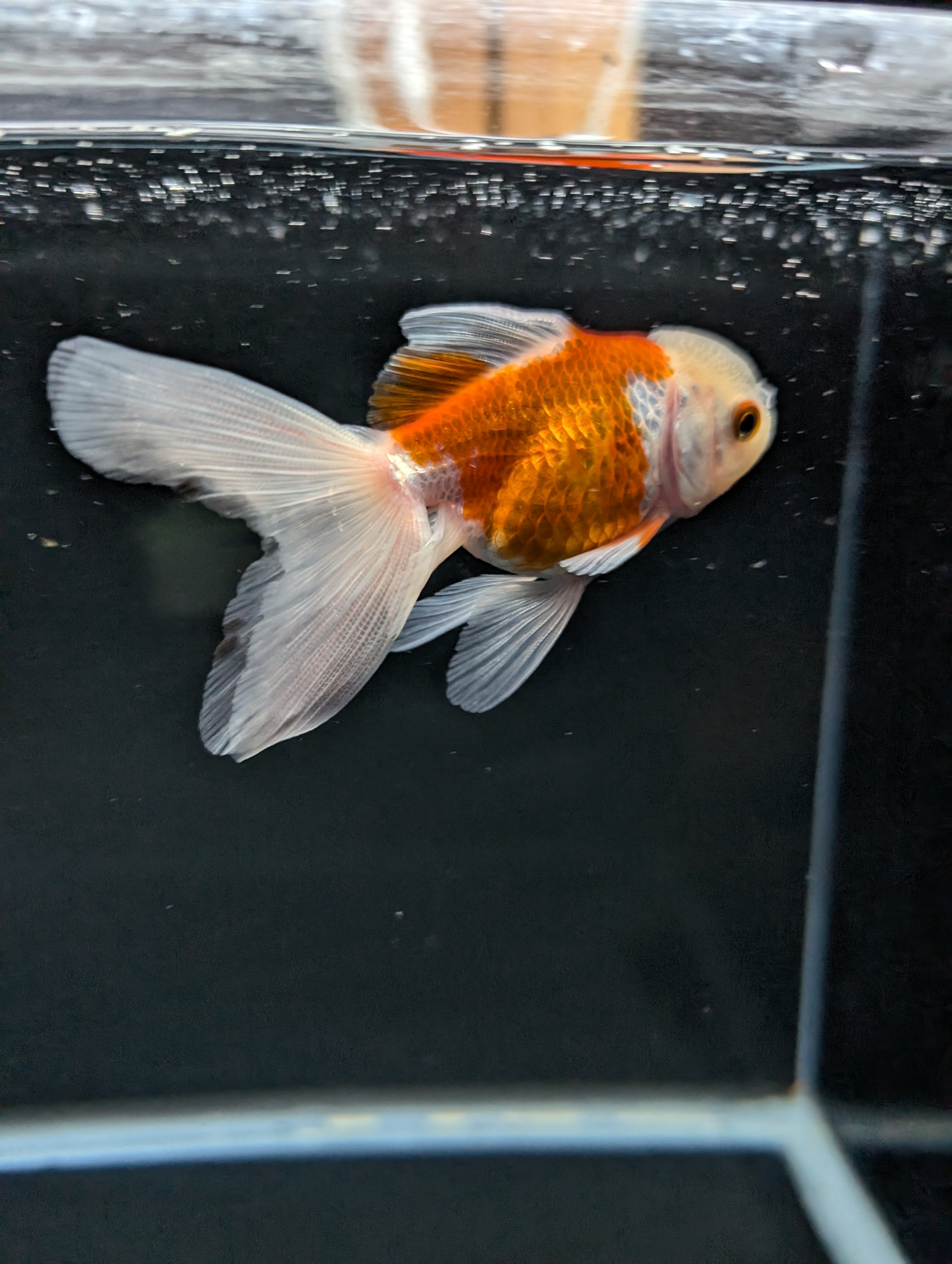 Juvenile Oranda  Red White 3"-3.5"in.  ID#619T1A-012