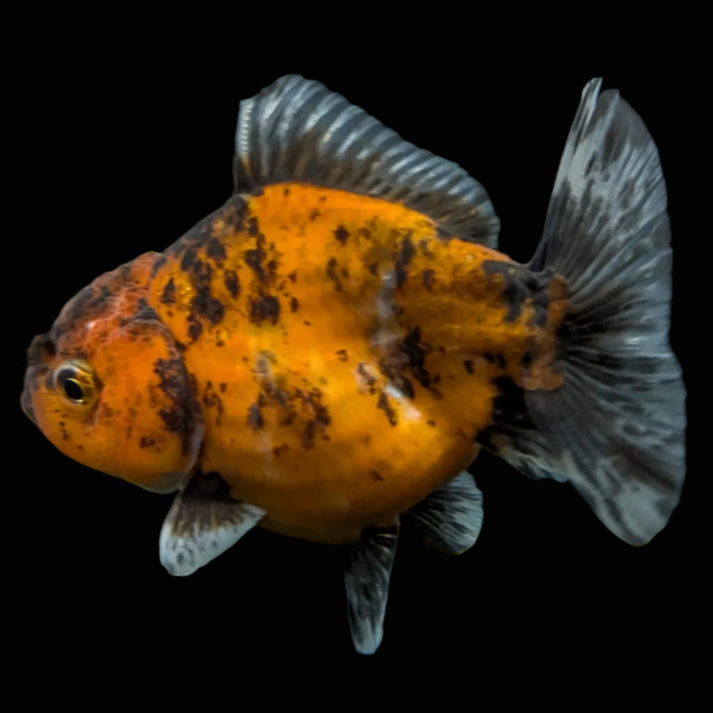 Thai Oranda Shogun Calico 4" in. ID#703SG7A-009