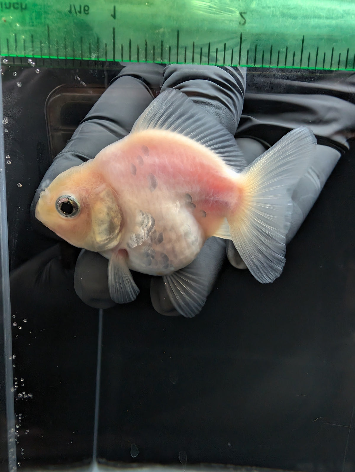 Baby Thai Shogun Oranda White 2"-2.5" in. ID#1023BSG11A-023