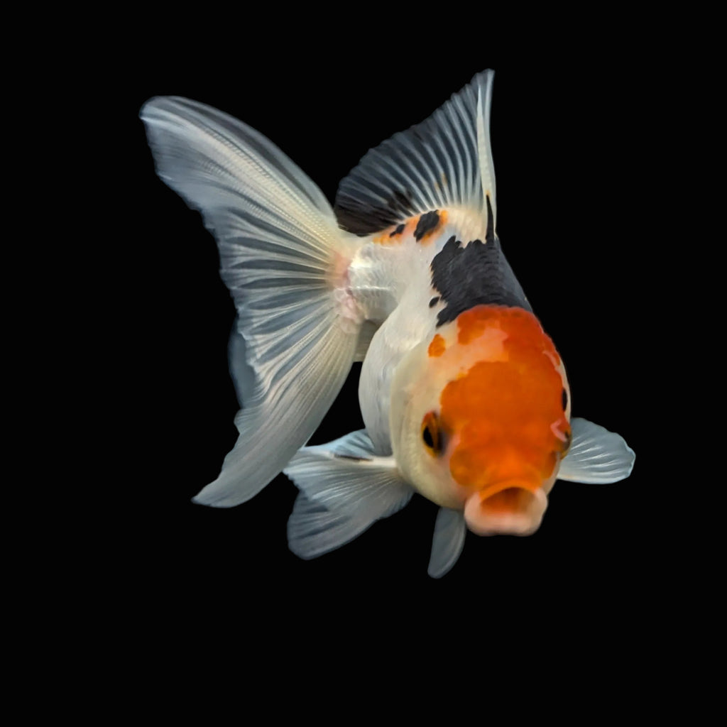 Thai Juvenile Oranda Tricolor 3"-3.5" in.  ID#703T1A-009