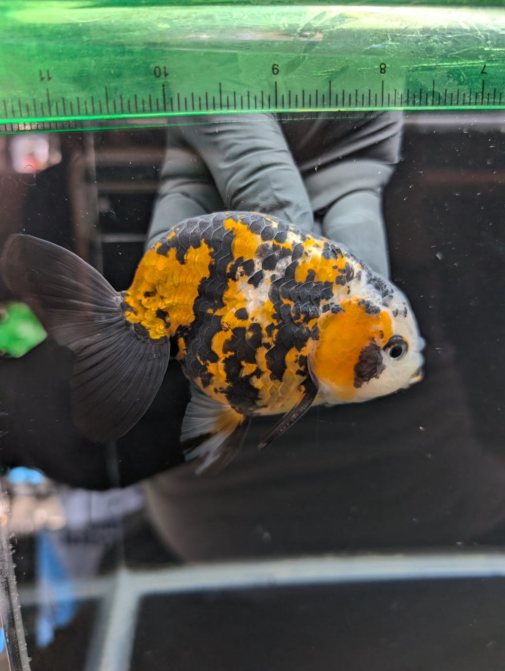 Thai Jumbo Ranchu *Special Color Tiger Calico 4"-4.5" in. ID#807R9A-001 Please See Notes.