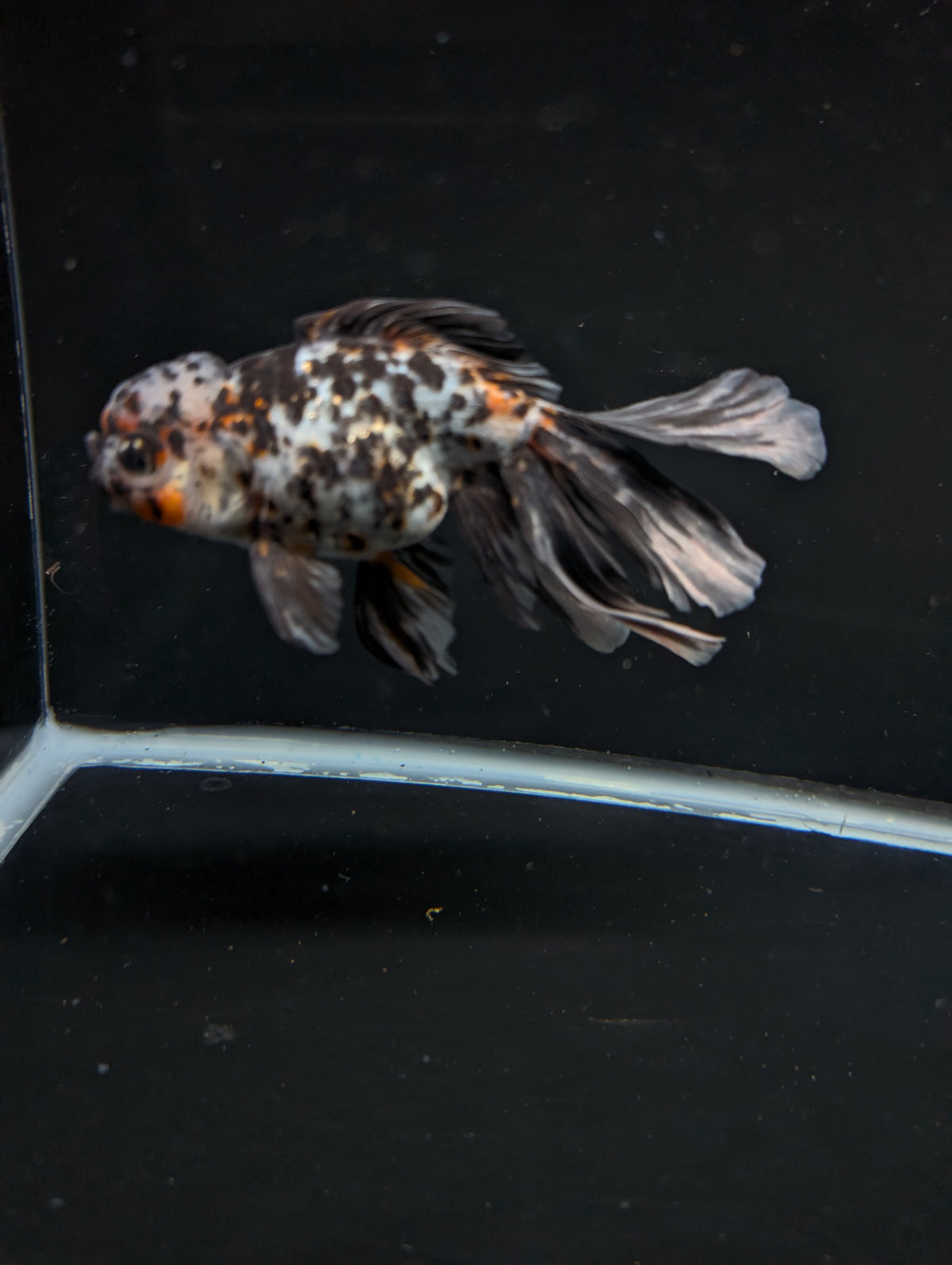 Calico Oranda 4.5"-5"in. ID#911LB2A-002
