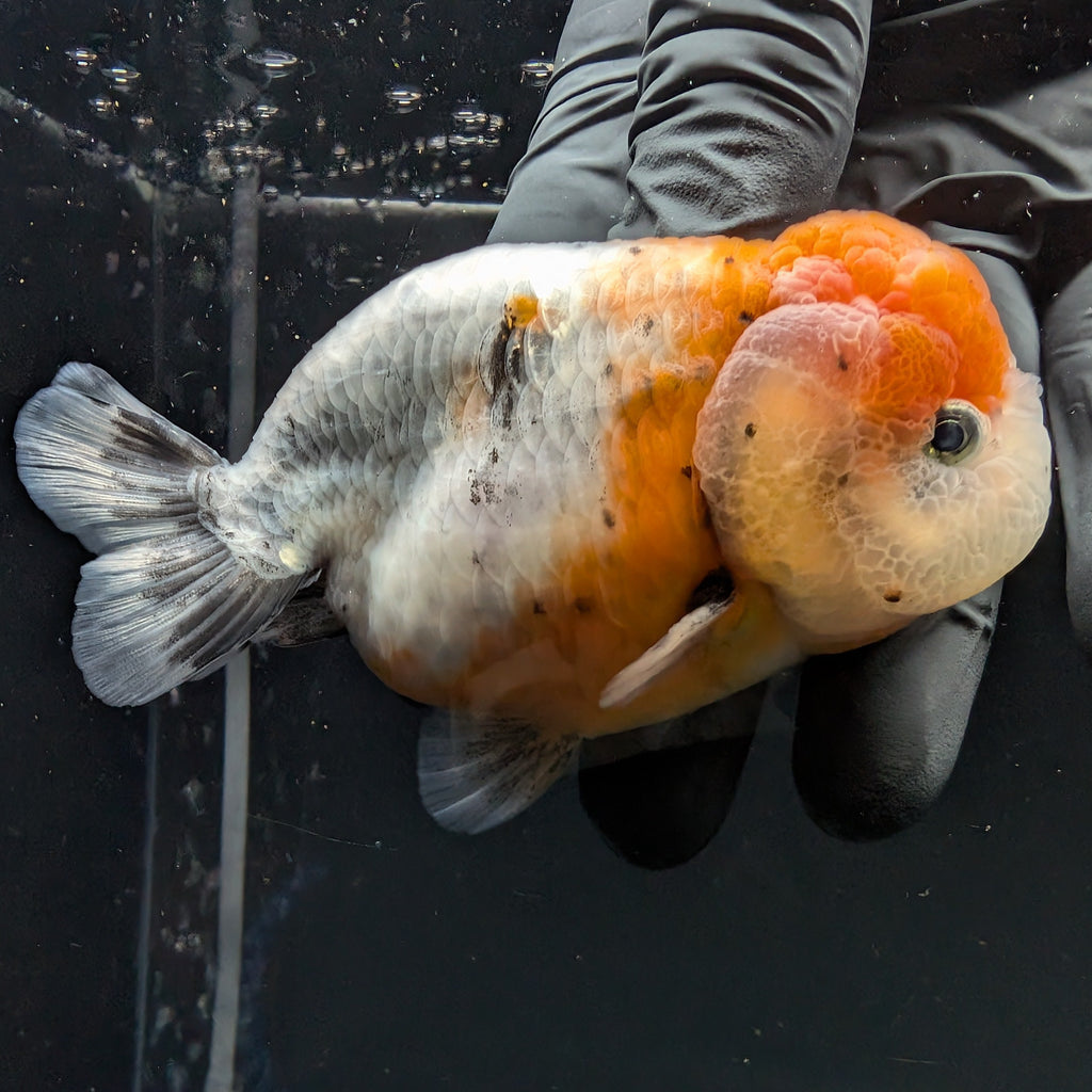 Jumbo Ranchu Calico 4"-4.5" in. ID#5153B-014