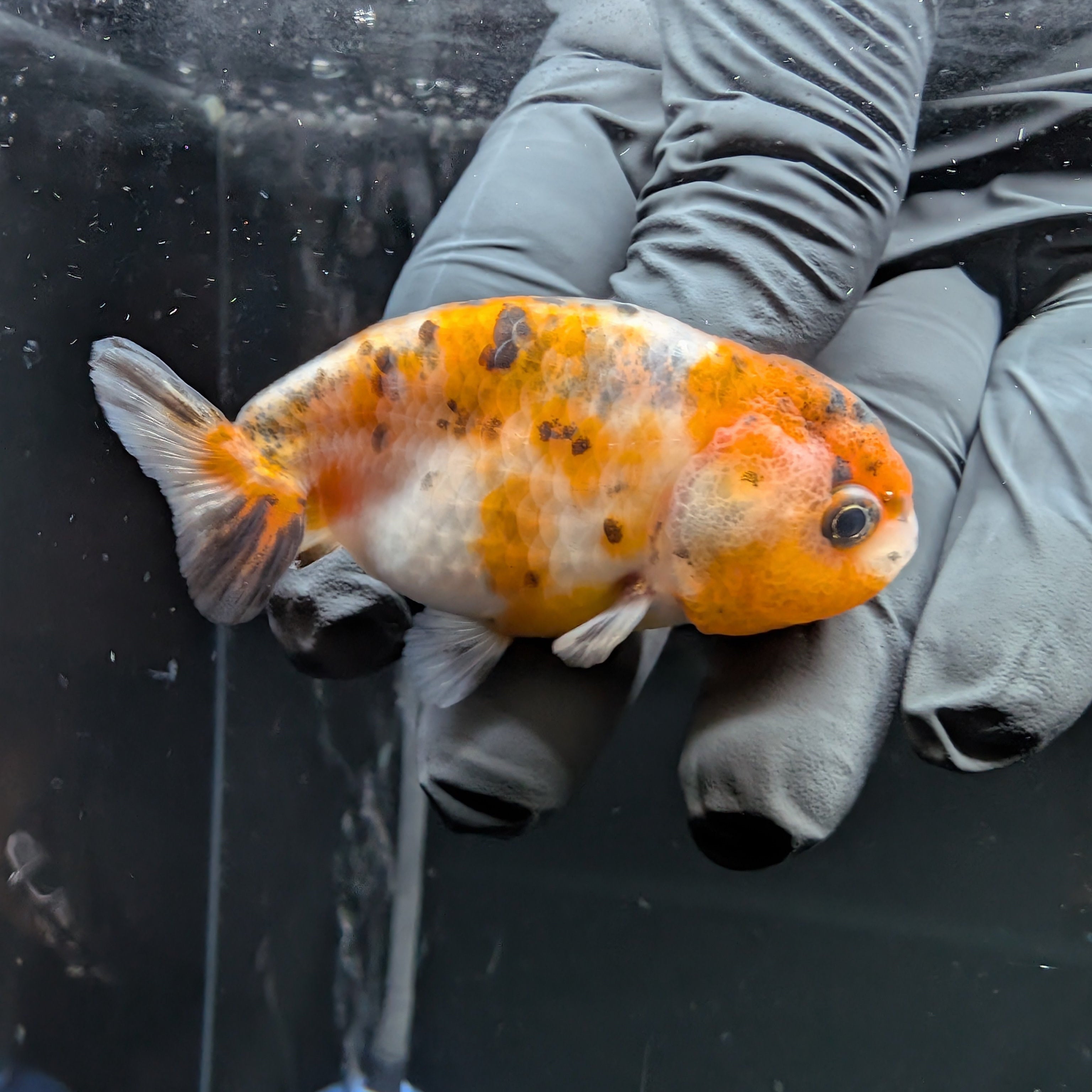 Ranchu Calico 3"-3.5" in. ID#515R4A-018