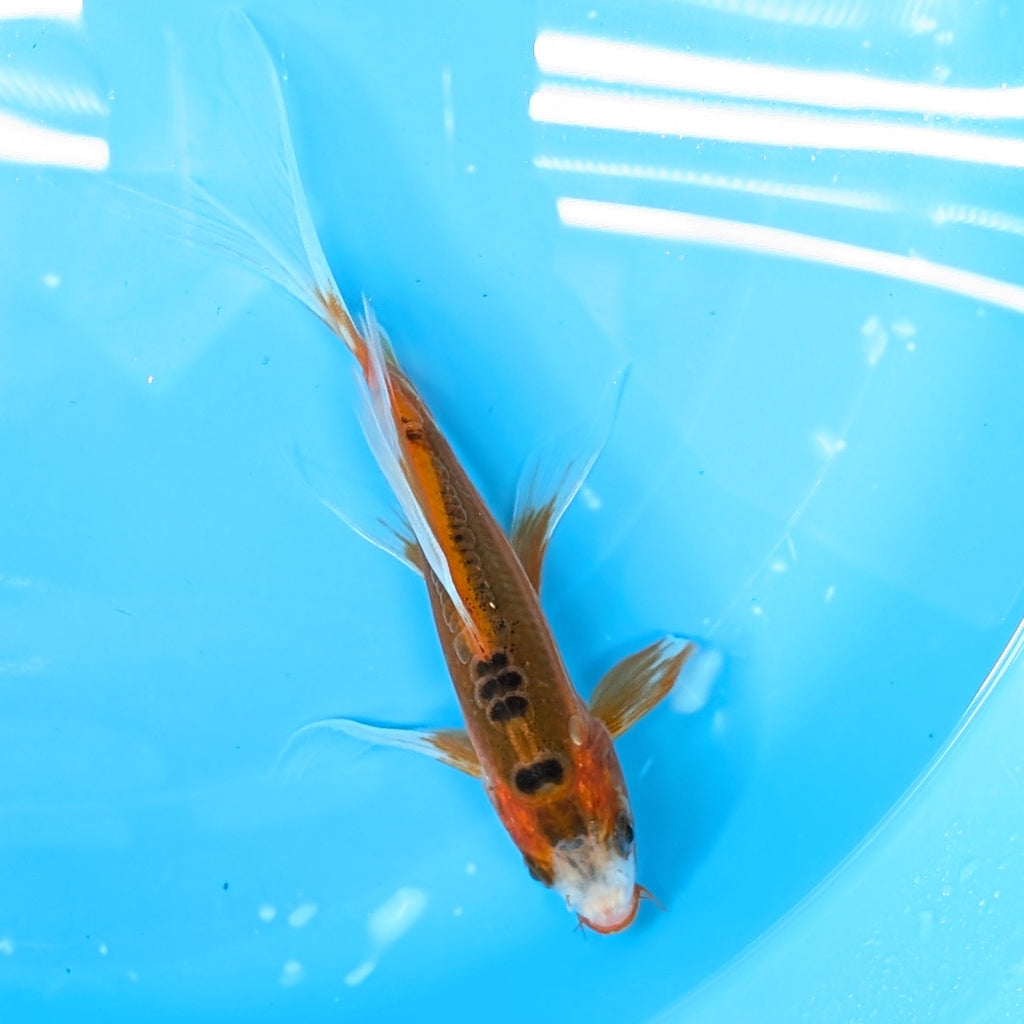 Shusui Butterfly Koi  6"-7" in. ID#727BFK-001