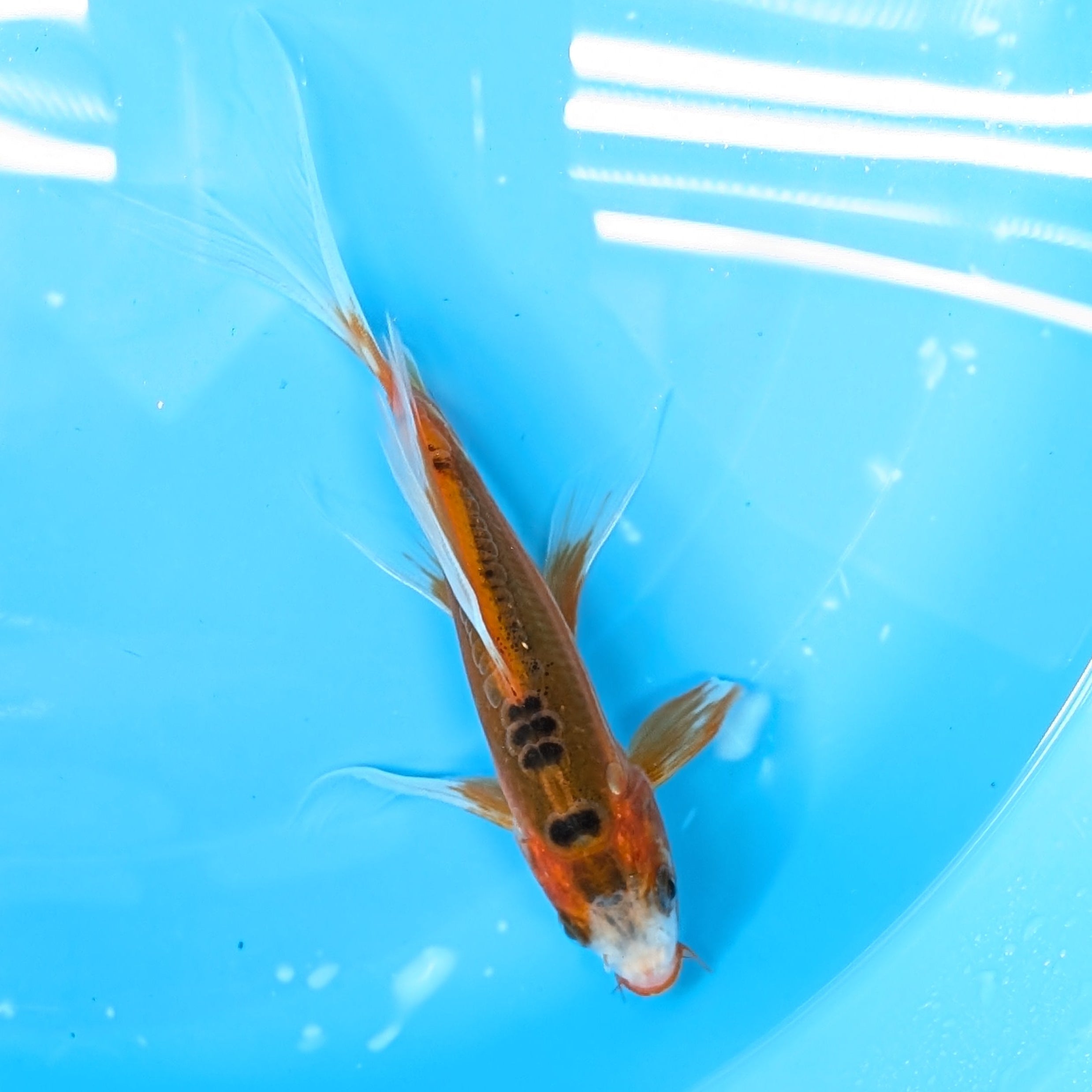 Shusui Butterfly Koi  6"-7" in. ID#727BFK-001
