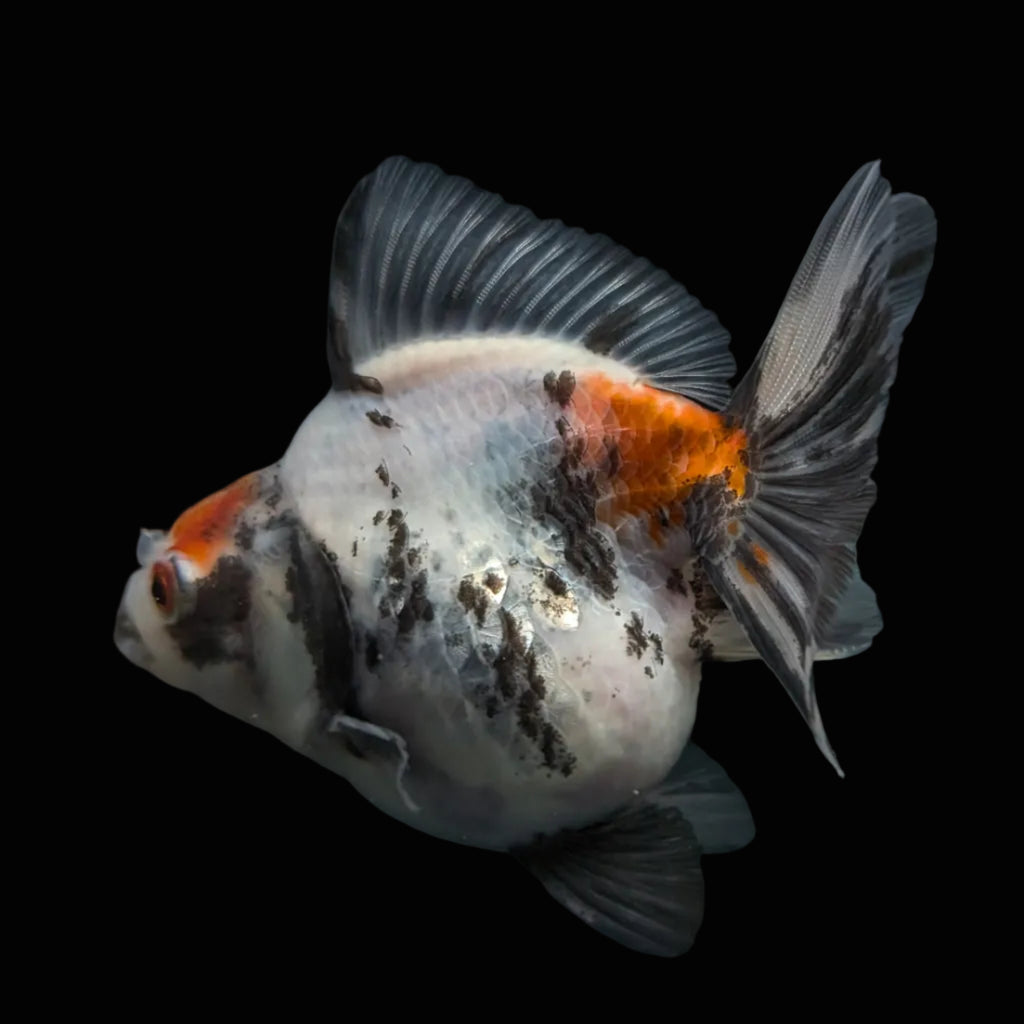 Jumbo Ryukin Short Tail Kirin Calico 4"-4.5" in. ID#4245B-002