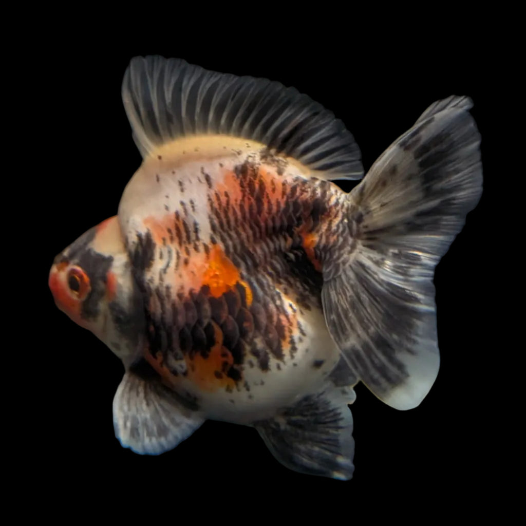 Jumbo Ryukin Short Tail Kirin Calico 4"-4.5" in. ID#3204B-003