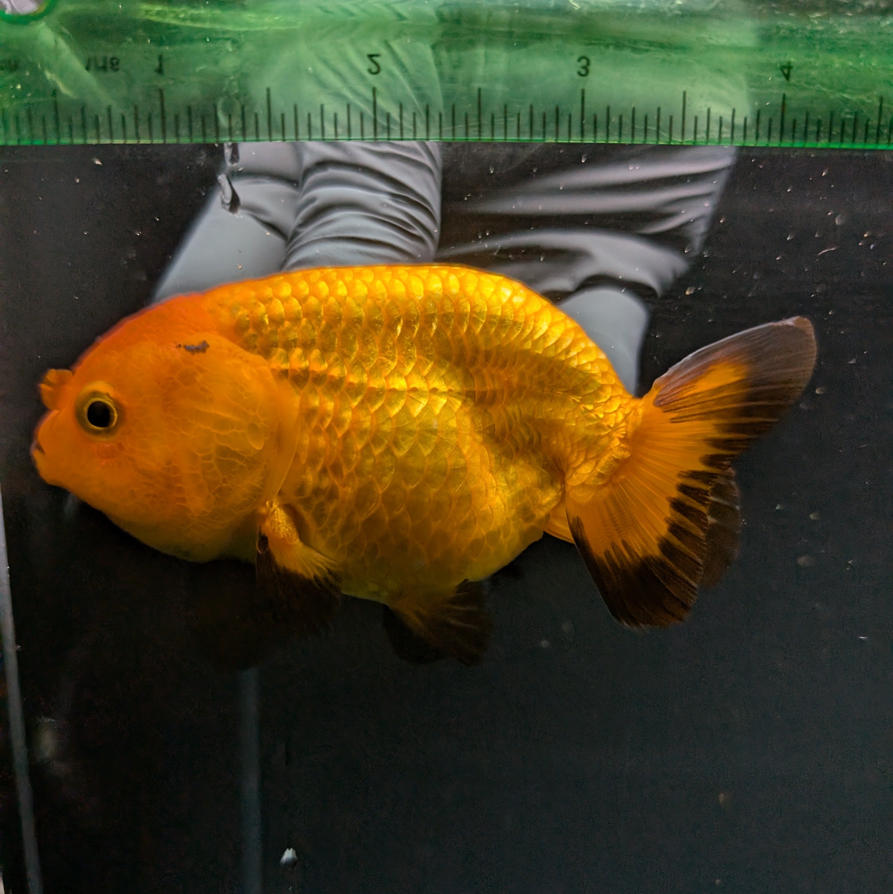Ranchu Red Black 4"-4.5"in. ID#821R4A-056