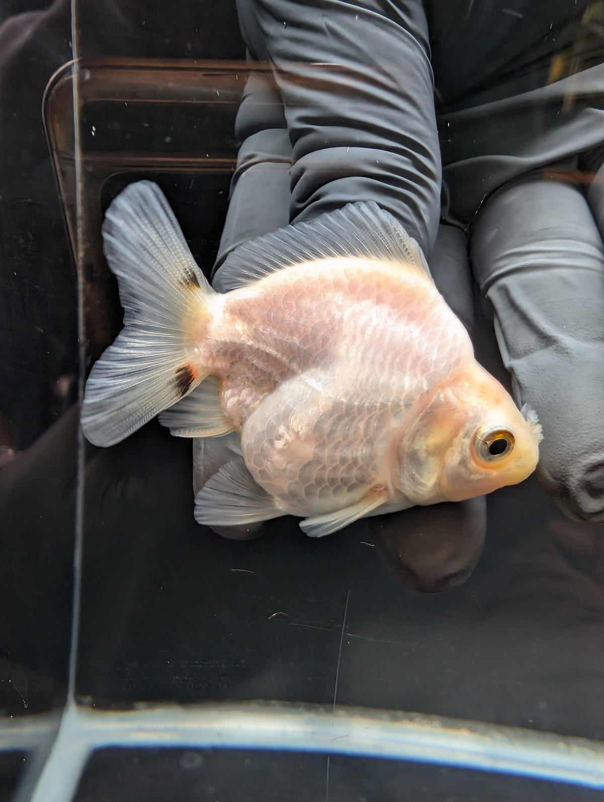 Baby Thai Shogun Oranda White 2"-2.5" in. ID#1023BSG11A-028