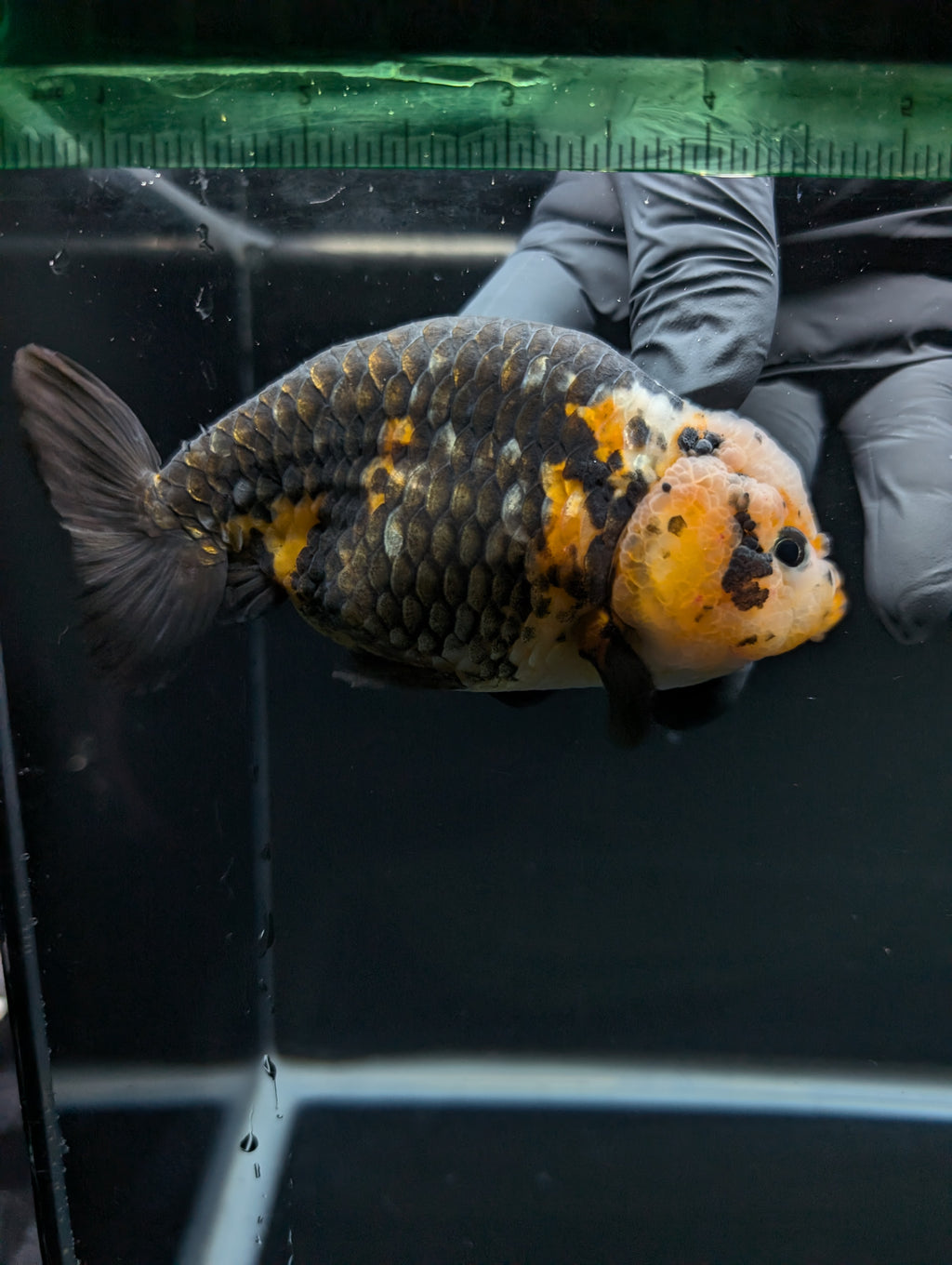 Jumbo Ranchu Calico 4.5"-5" in. ID#828R8A-055