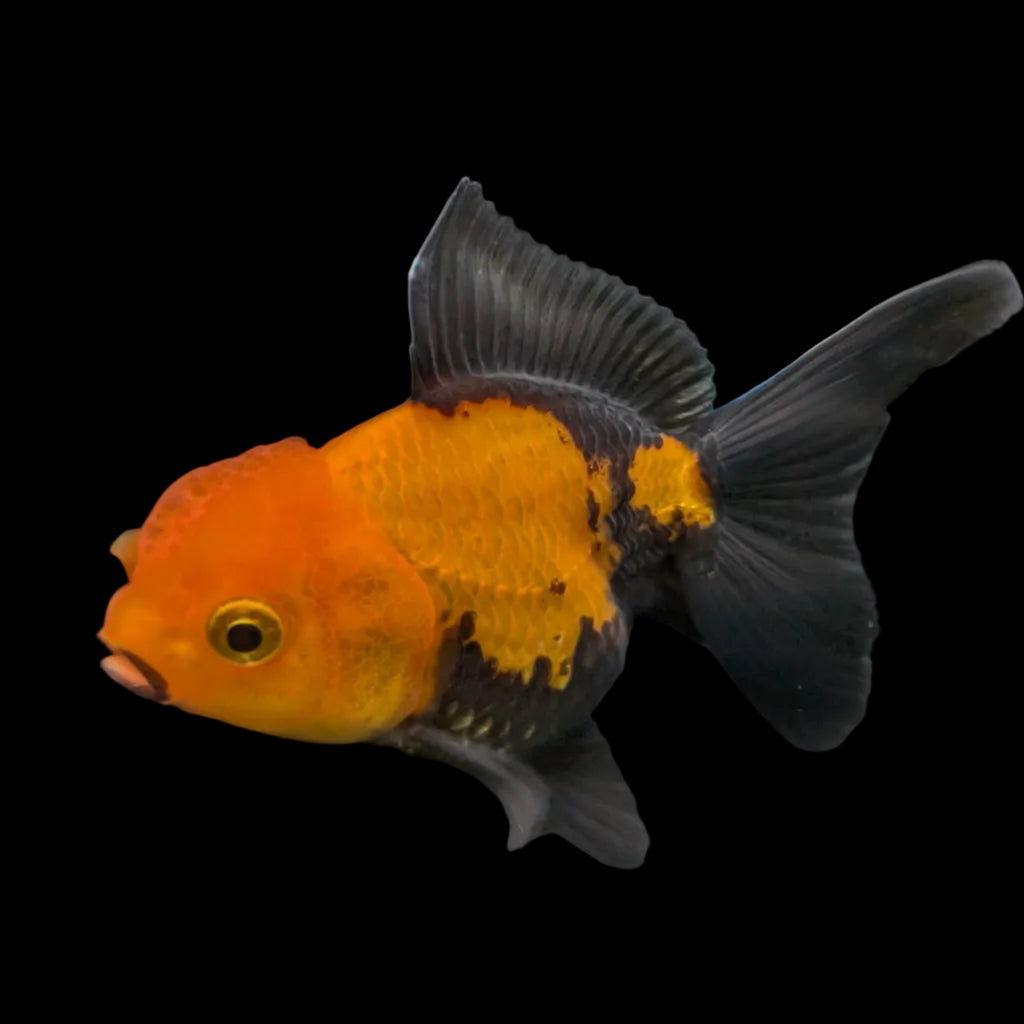 Juvenile Oranda Tricolor 3.5"-4" in.  ID#320T13b-006
