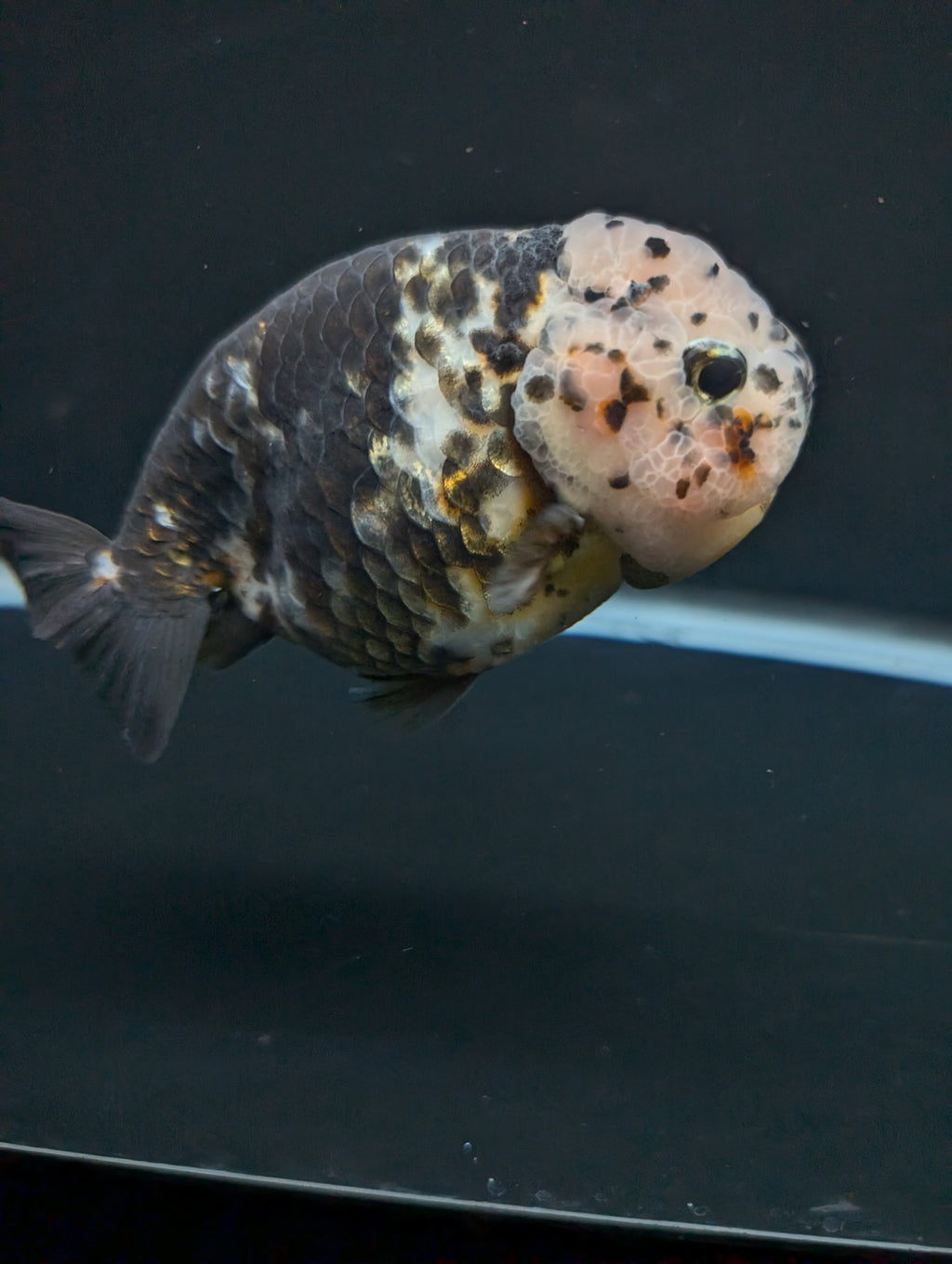 Jumbo Ranchu Heavy Ink Calico 4"-4.5" in. ID#918R8A-071