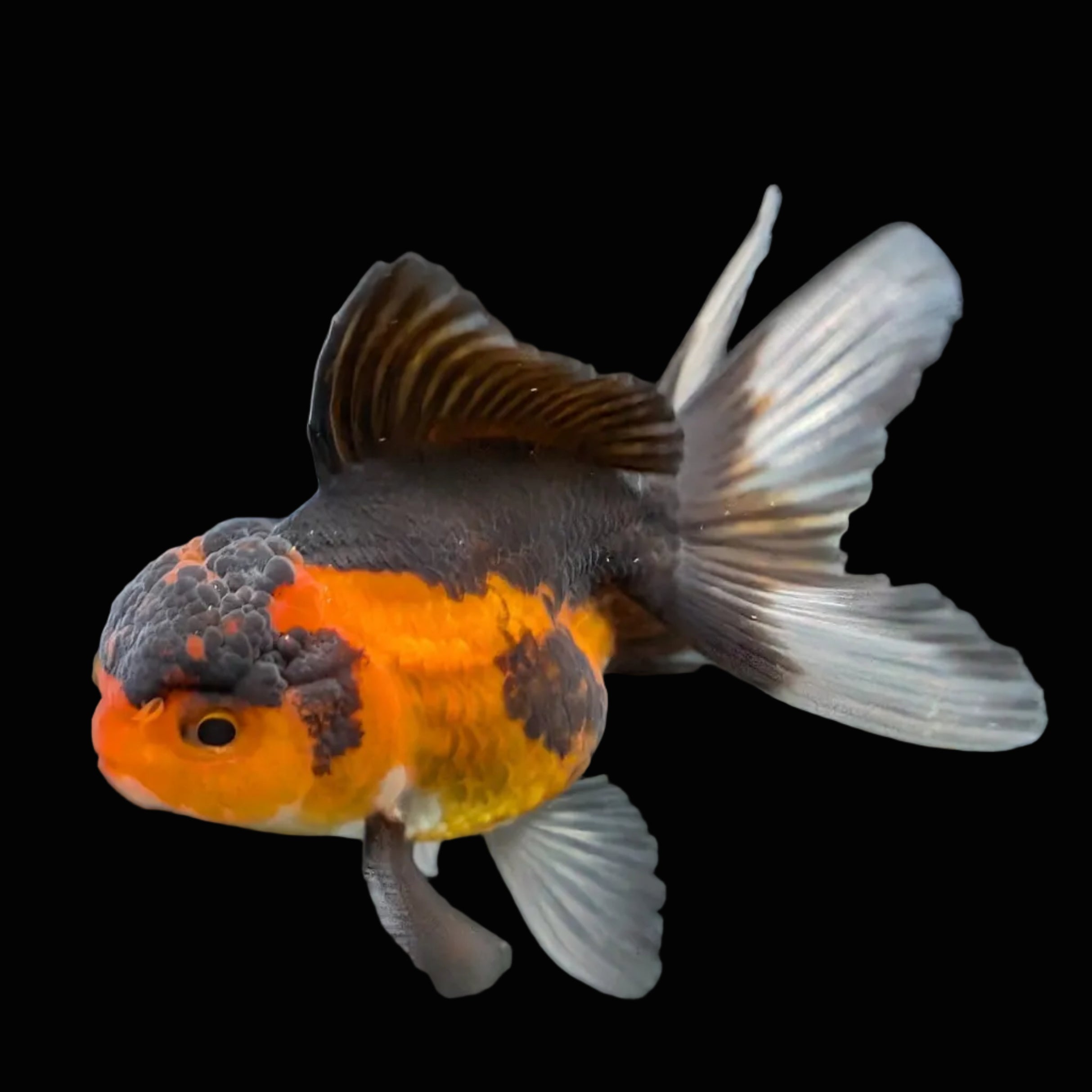 Juvenile Oranda Tricolor 3.5"-4" in.  ID#417T7A-010