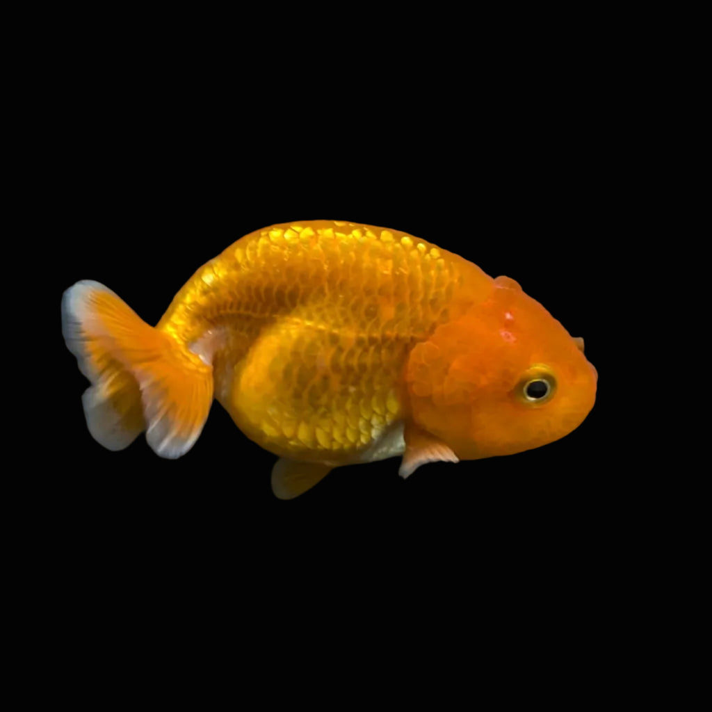 Ranchu Red White 3"-3.5" in. ID#501R13A-023