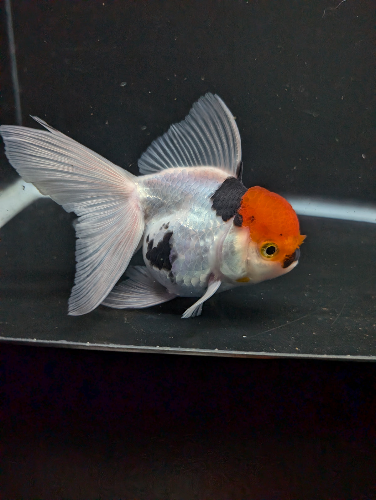 Thai Oranda Tricolor 4"-4.5"in.  ID#1016T1A-006