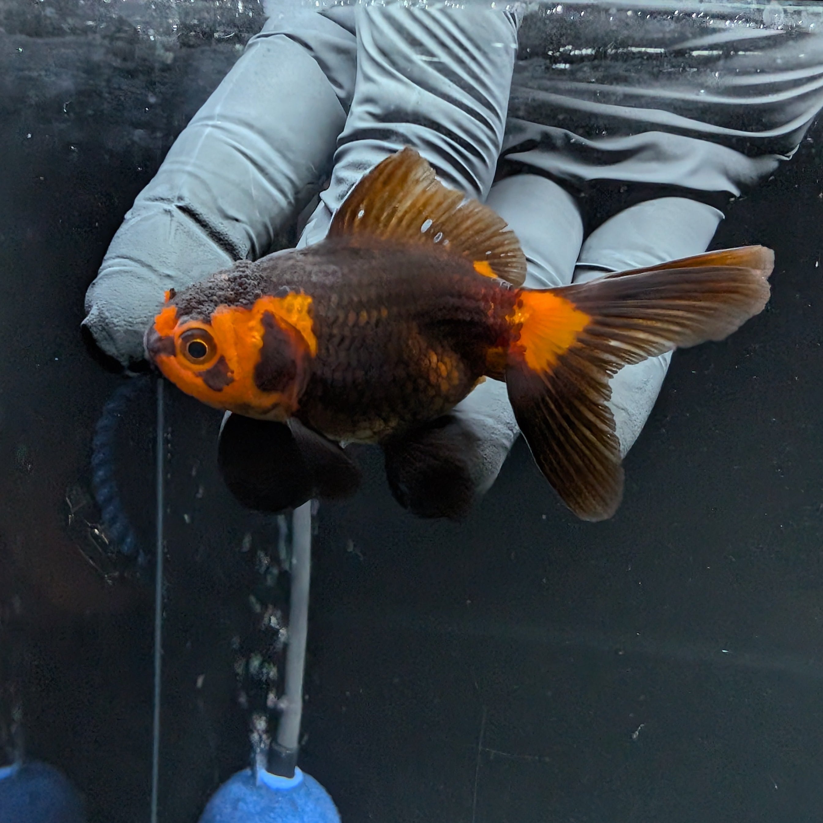Juvenile Oranda Red Black 3"-3.5"in.  ID#515T2A-004
