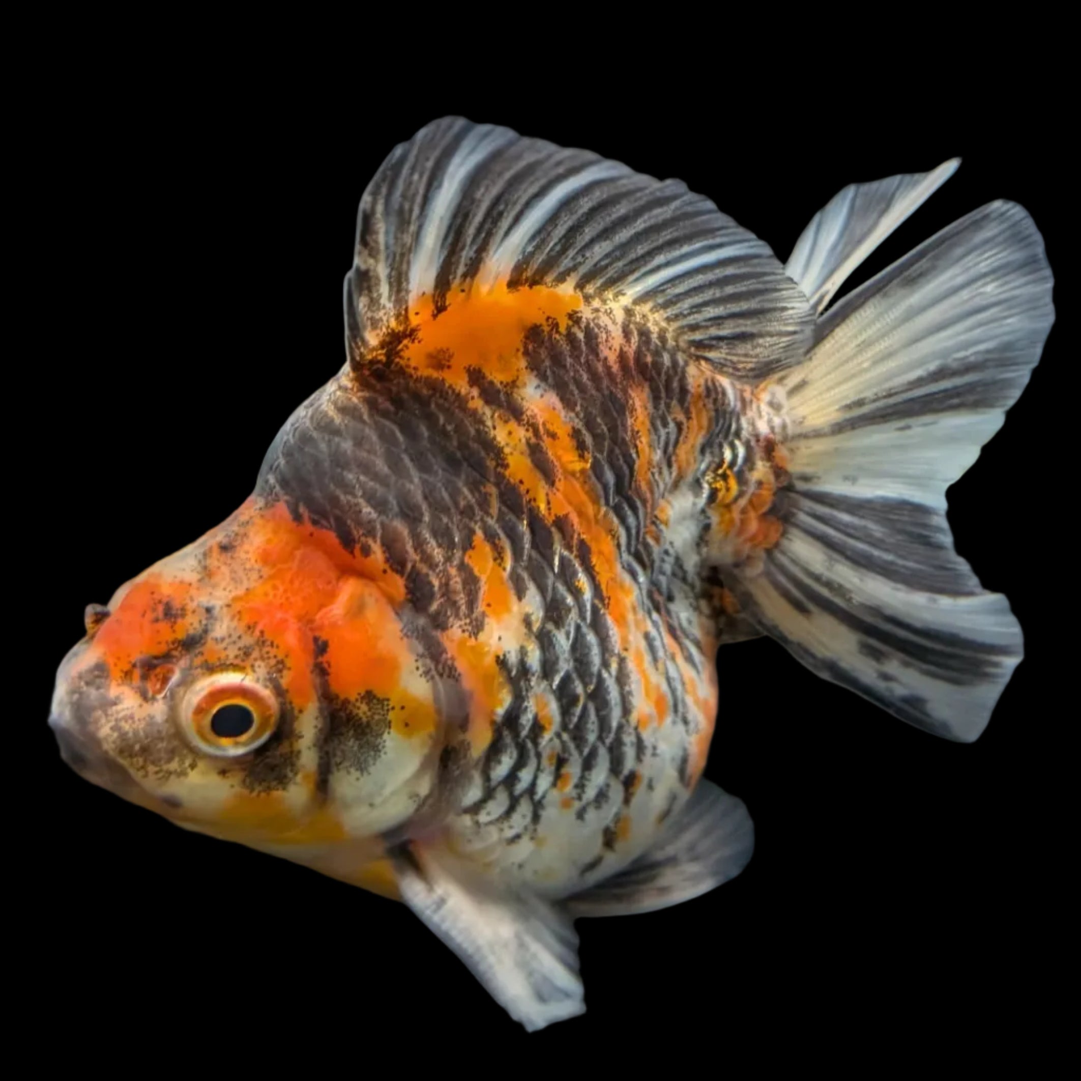 Jumbo Ryukin Short Tail Kirin Calico 4"-4.5" in. ID#3204B-001