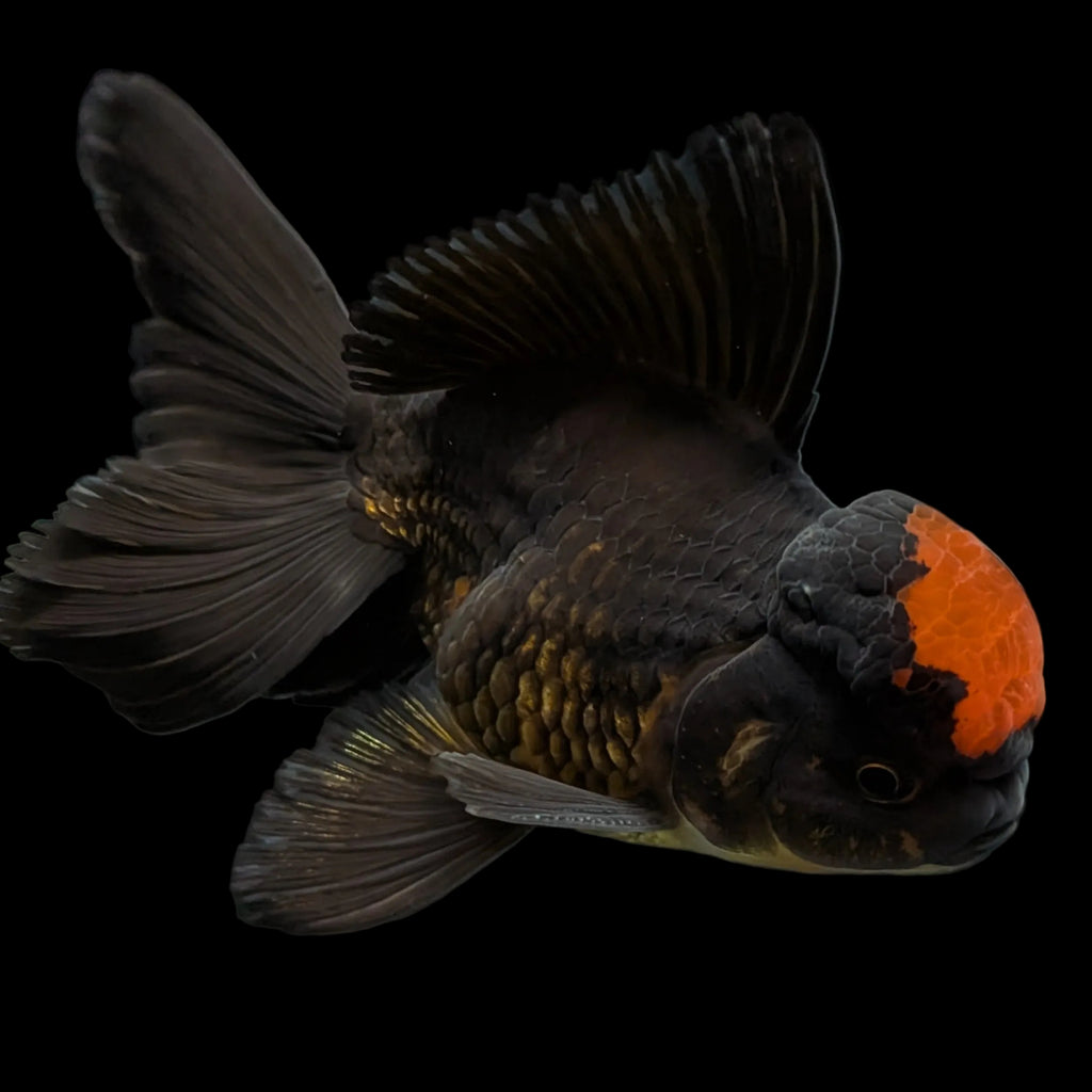 Oranda Red Black 4"-4.5" in. ID#3135A-03