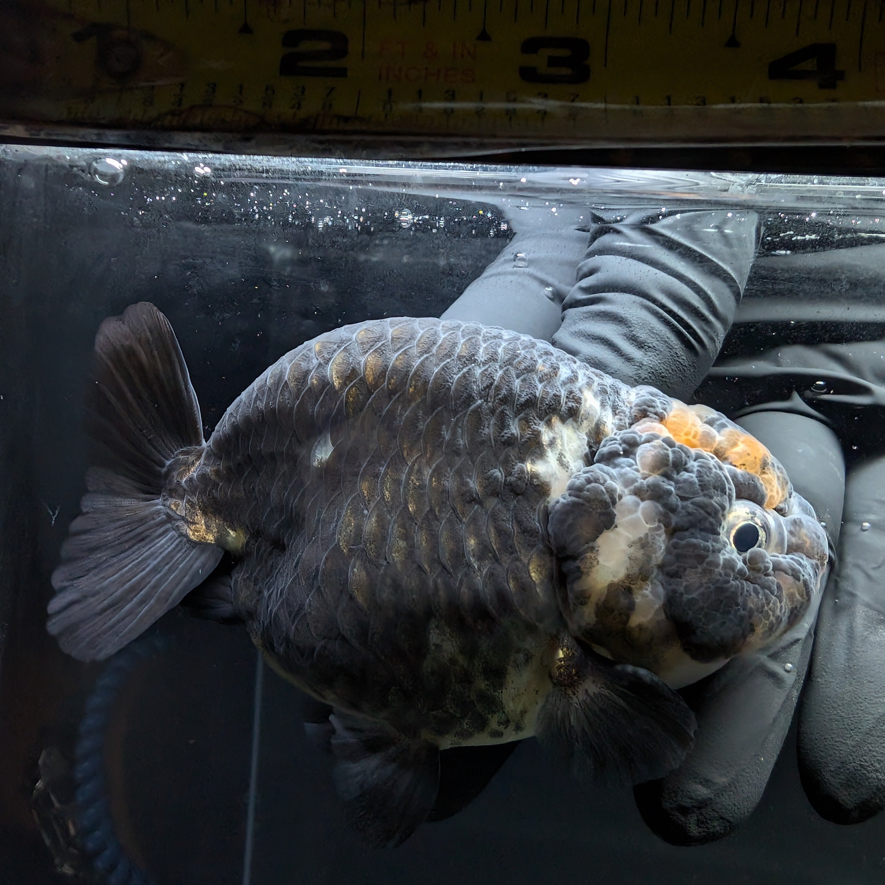 Jumbo Ranchu Calico 4"-4.5" in. ID#5153B-011 Please See Notes.