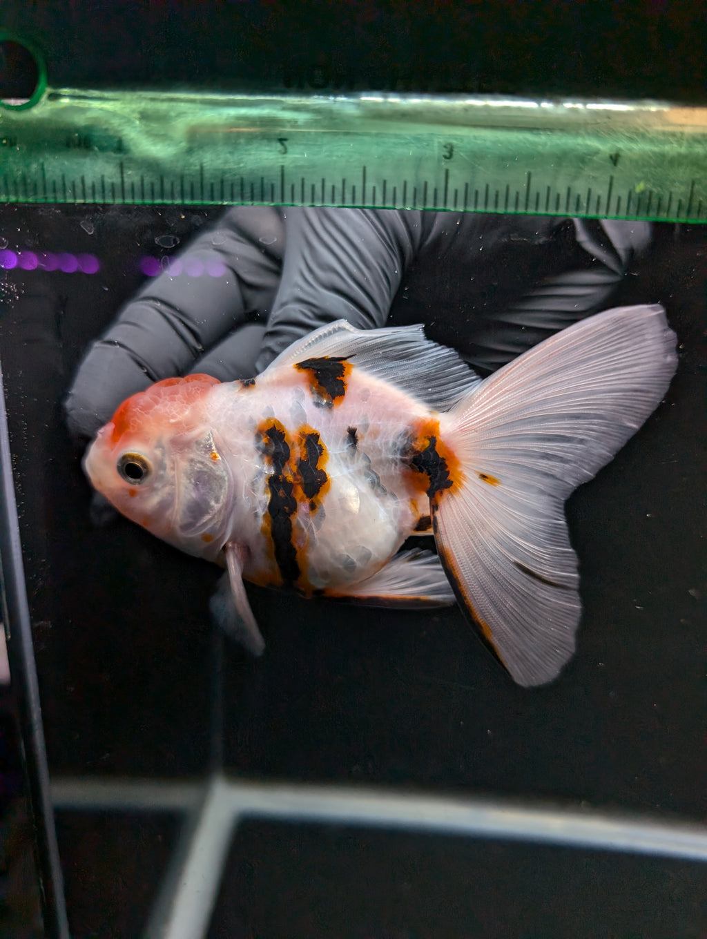 Thai Oranda White Tiger Calico 4"-4.5"in.  ID#1016T1A-002