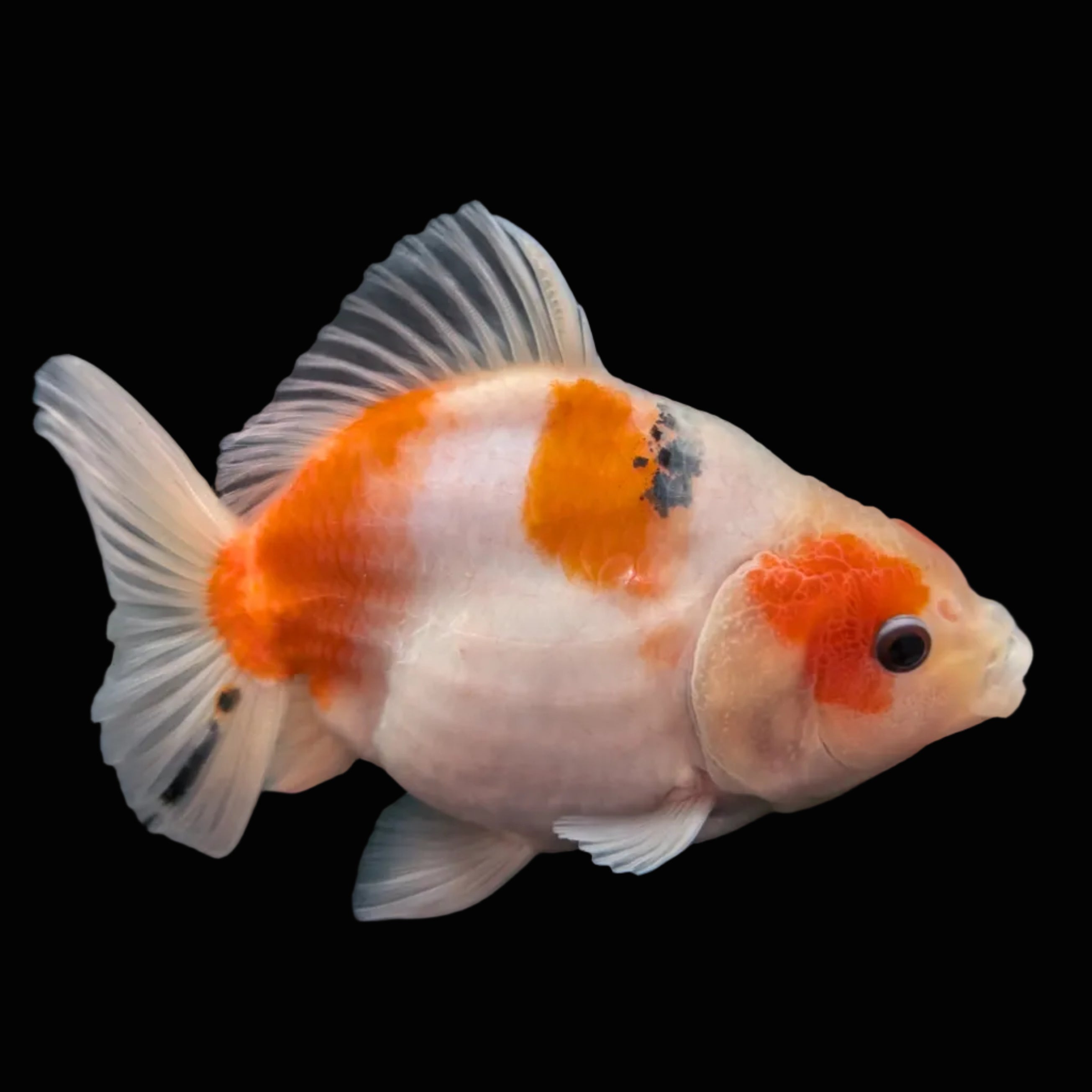 Jumbo Oranda Yuan Bao Sakura   4"-4.5"in. ID#807SB13A-003
