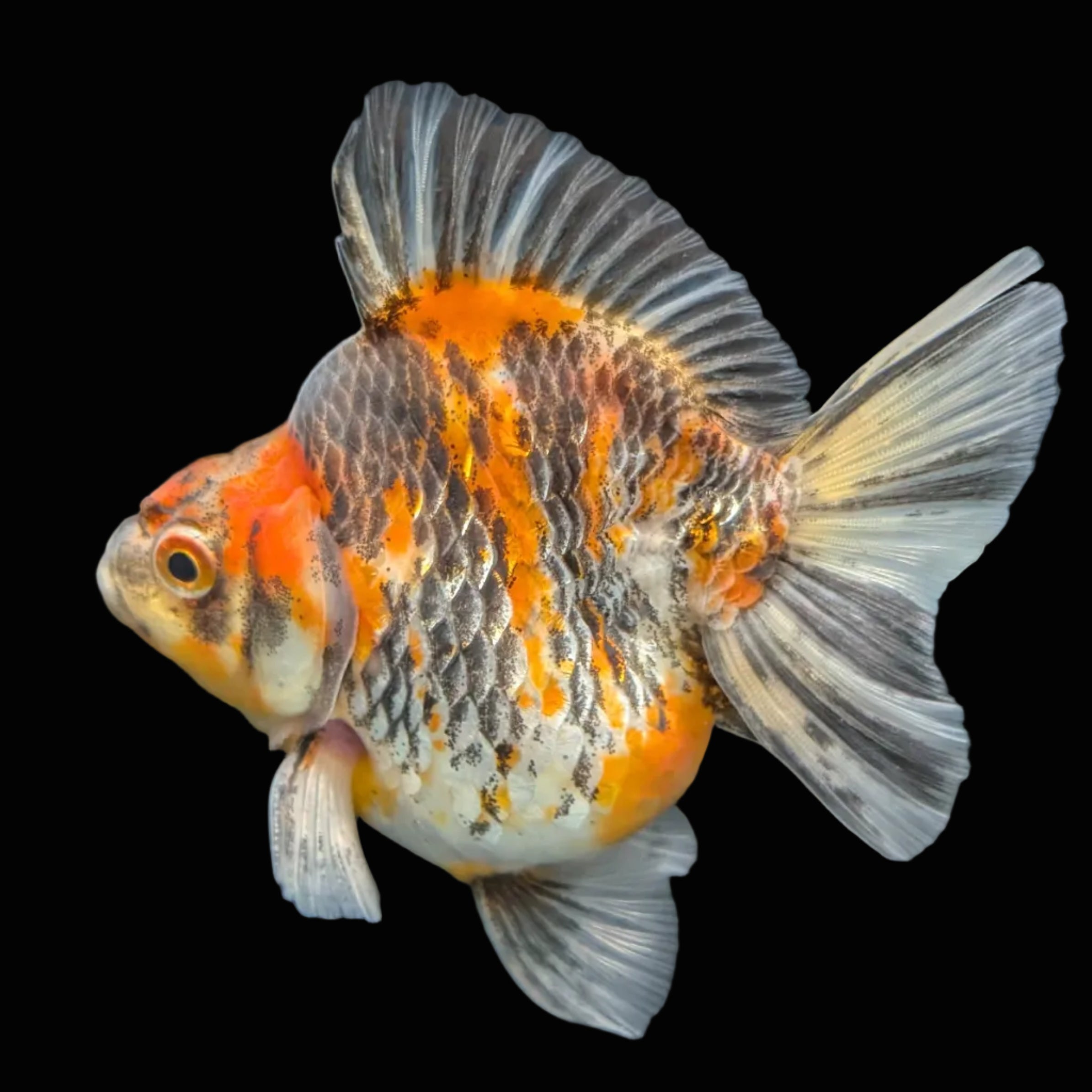 Jumbo Ryukin Short Tail Kirin Calico 4"-4.5" in. ID#3204B-001