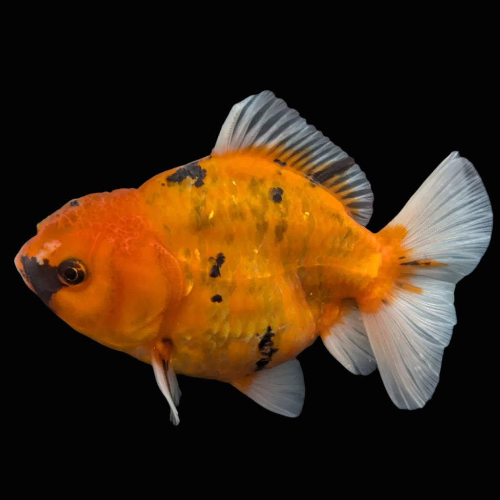 Jumbo Oranda Yuan Bao Calico   4"-4.5"in. ID#807SB13A-007